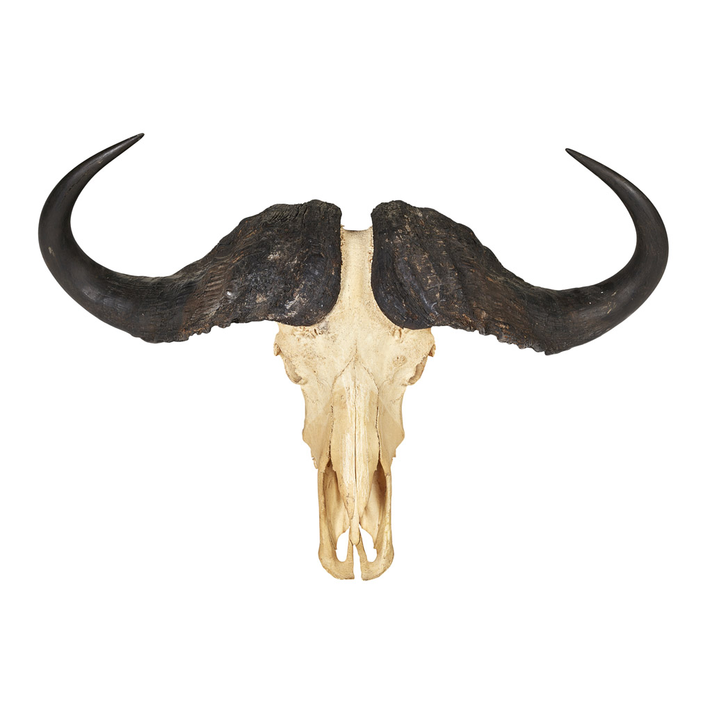 TAXIDERMY - PAIR OF AFRICAN CAPE BUFFALO SKULLS