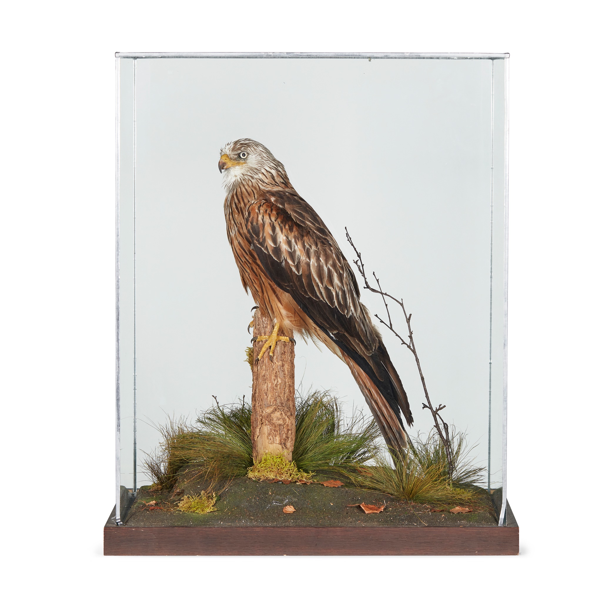 CASED TAXIDERMY RED KITE