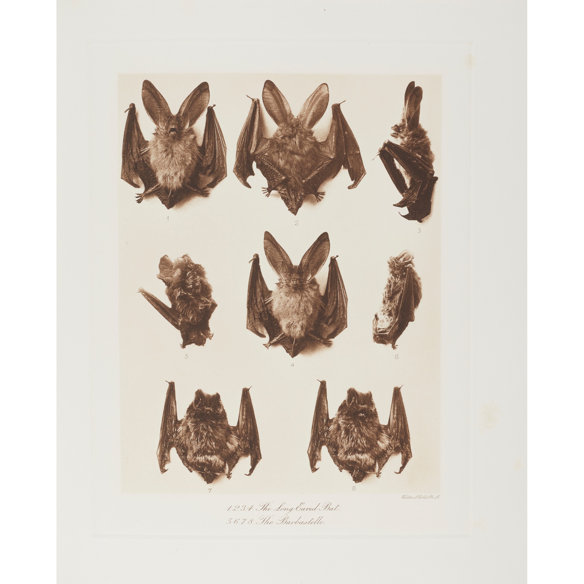 Millais, John Guille