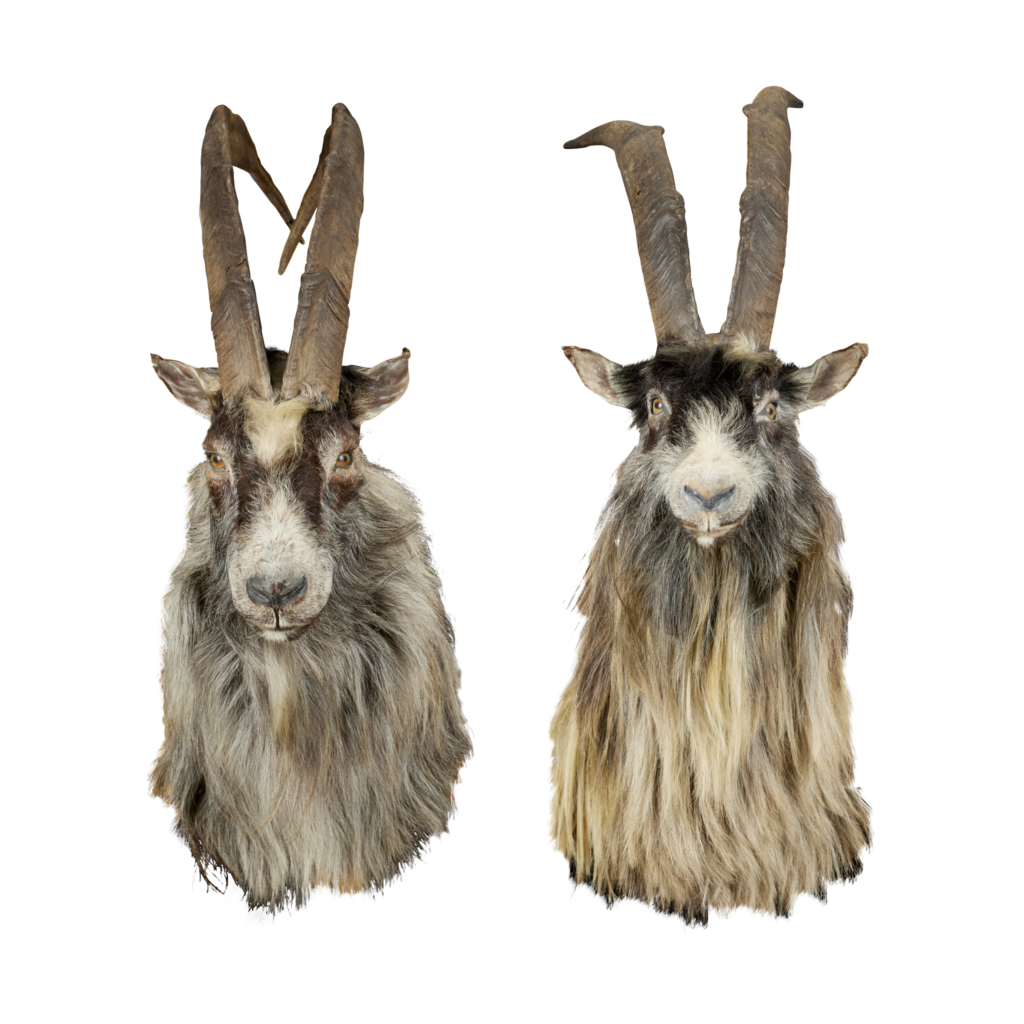 TWO TAXIDERMY SCOTTISH FERAL GOAT HEAD MOUNTS