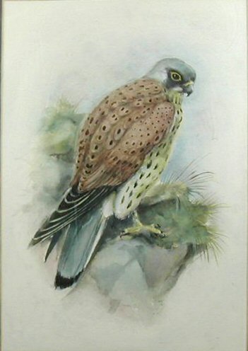 A collection of watercolours by Norman Orr,