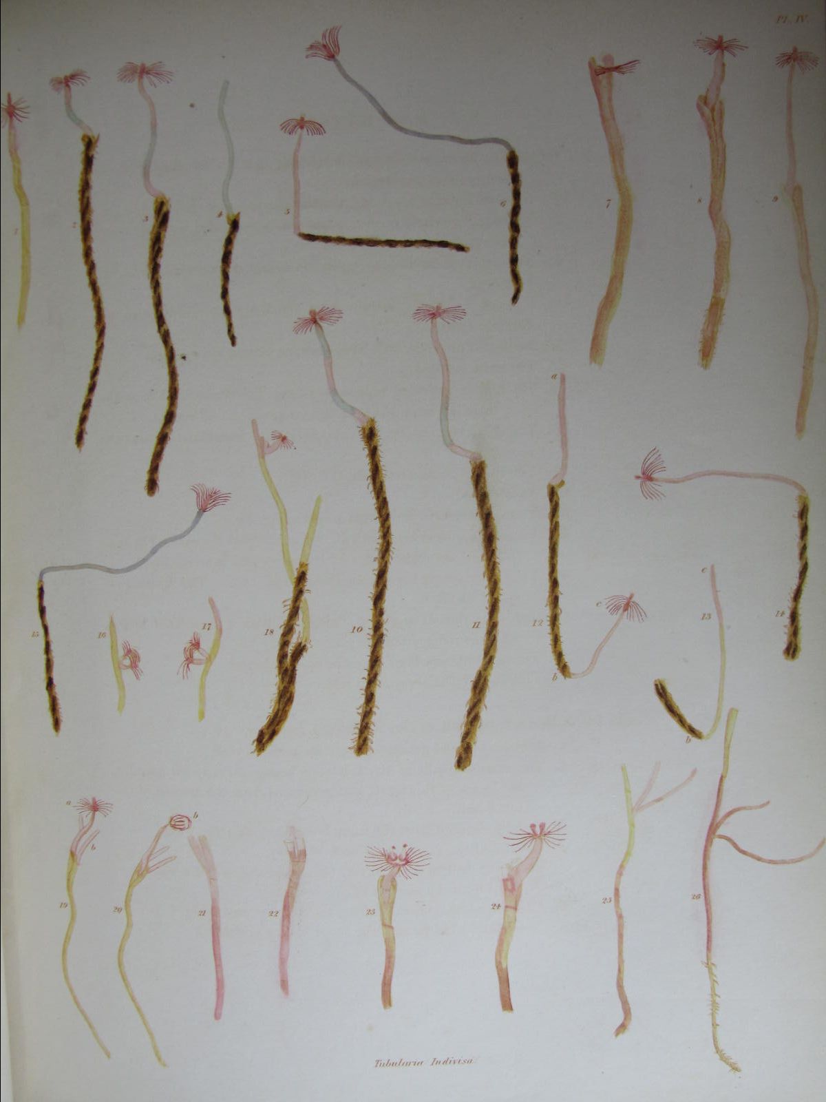 Dalyell, Sir John Graham