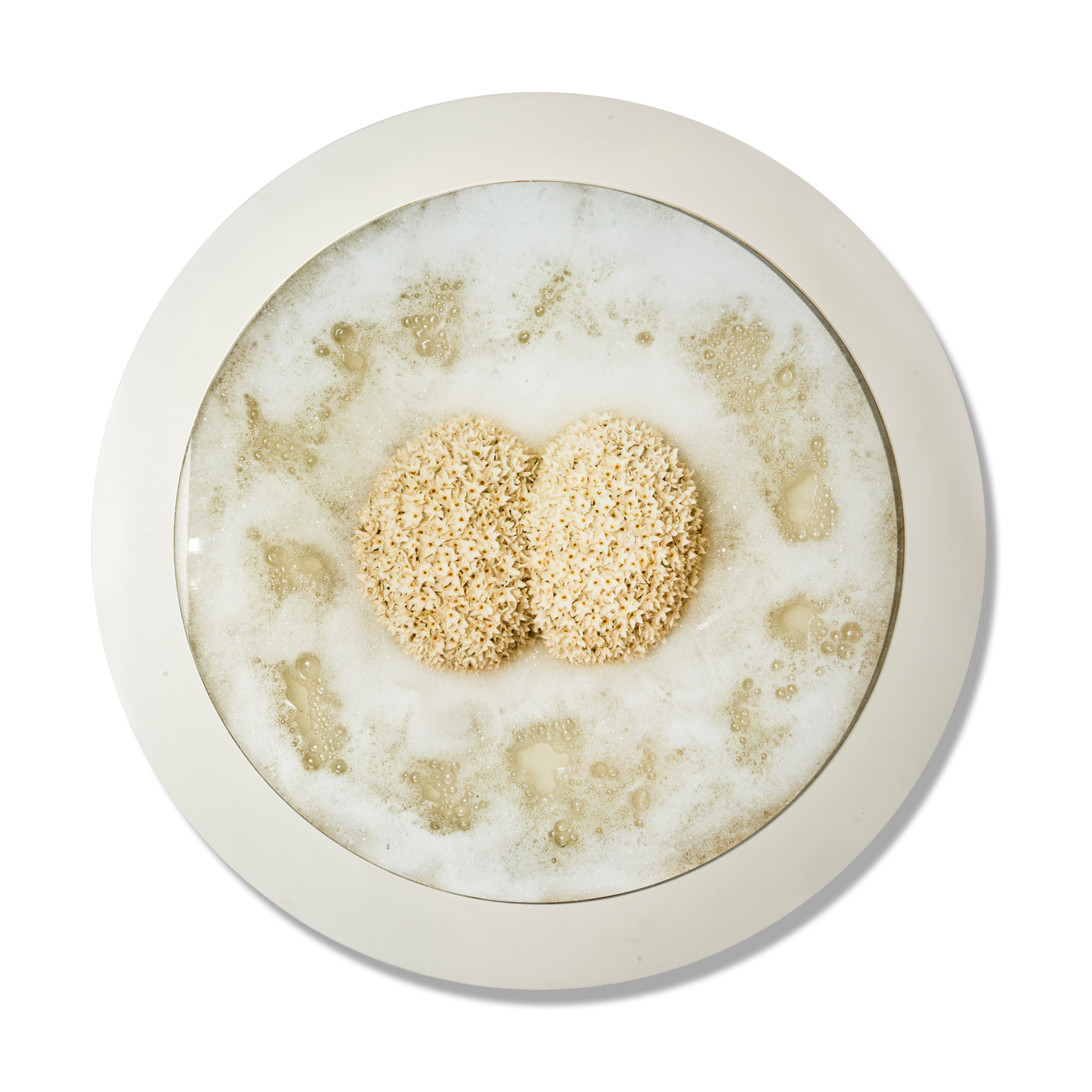 HELEN CHADWICK (BRITISH 1953-1996)