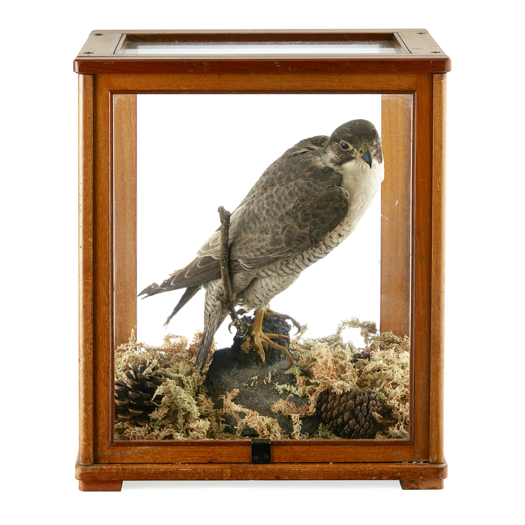 CASED TAXIDERMY PEREGRINE FALCON