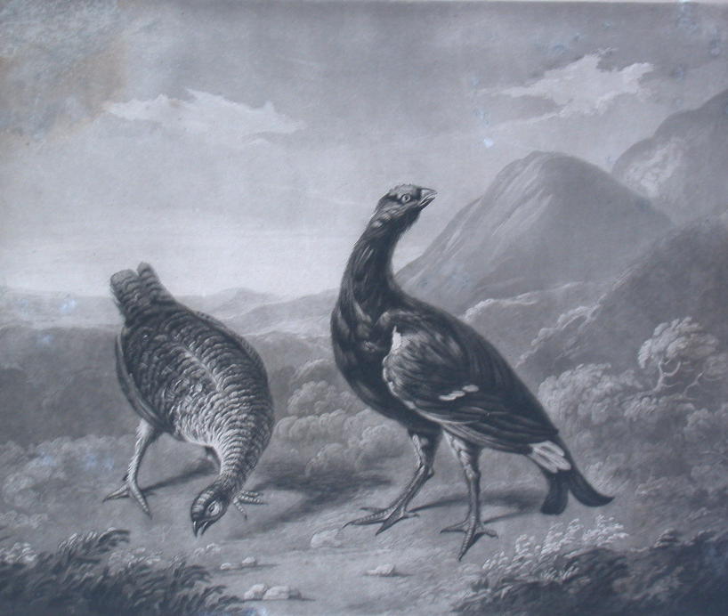 STEPHEN ELMER (AFTER)