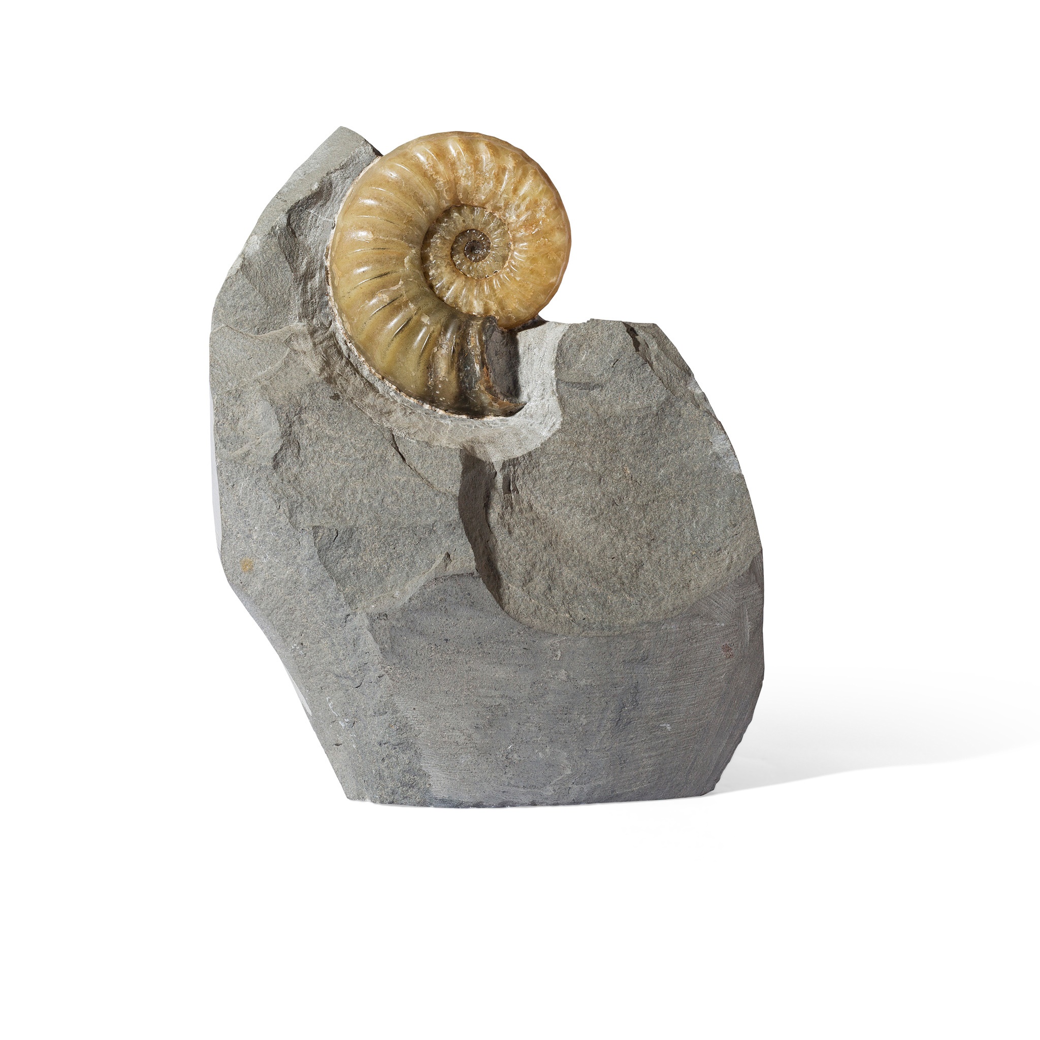 ASTEROCERAS AMMONITE