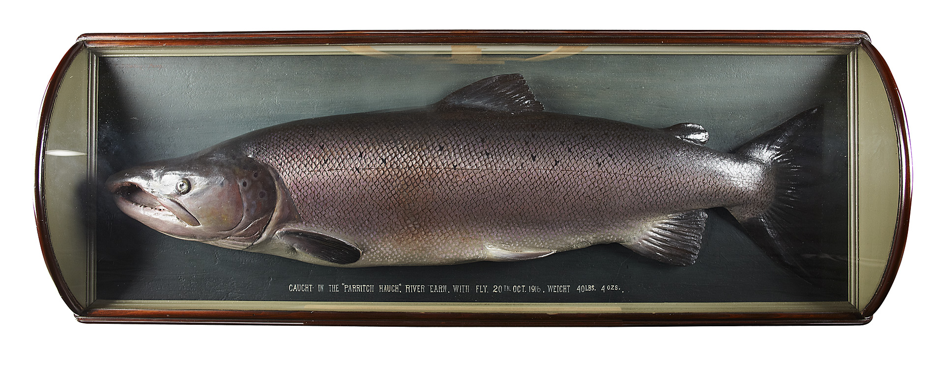 RARE CASED MALLACH SALMON TROPHY