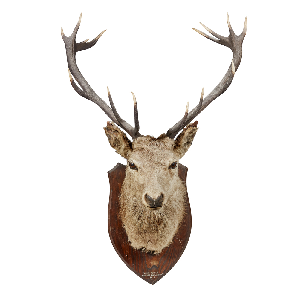 A LARGE IMPERIAL STAG'S HEAD