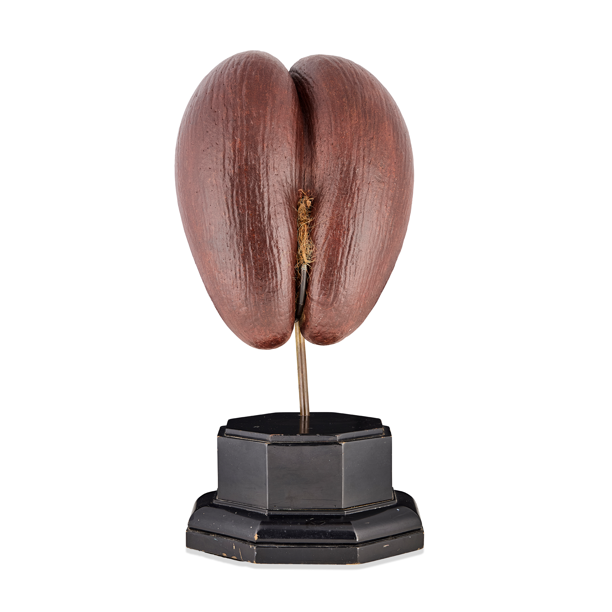 COCO DE MER (LODOICEA MALDIVICA)