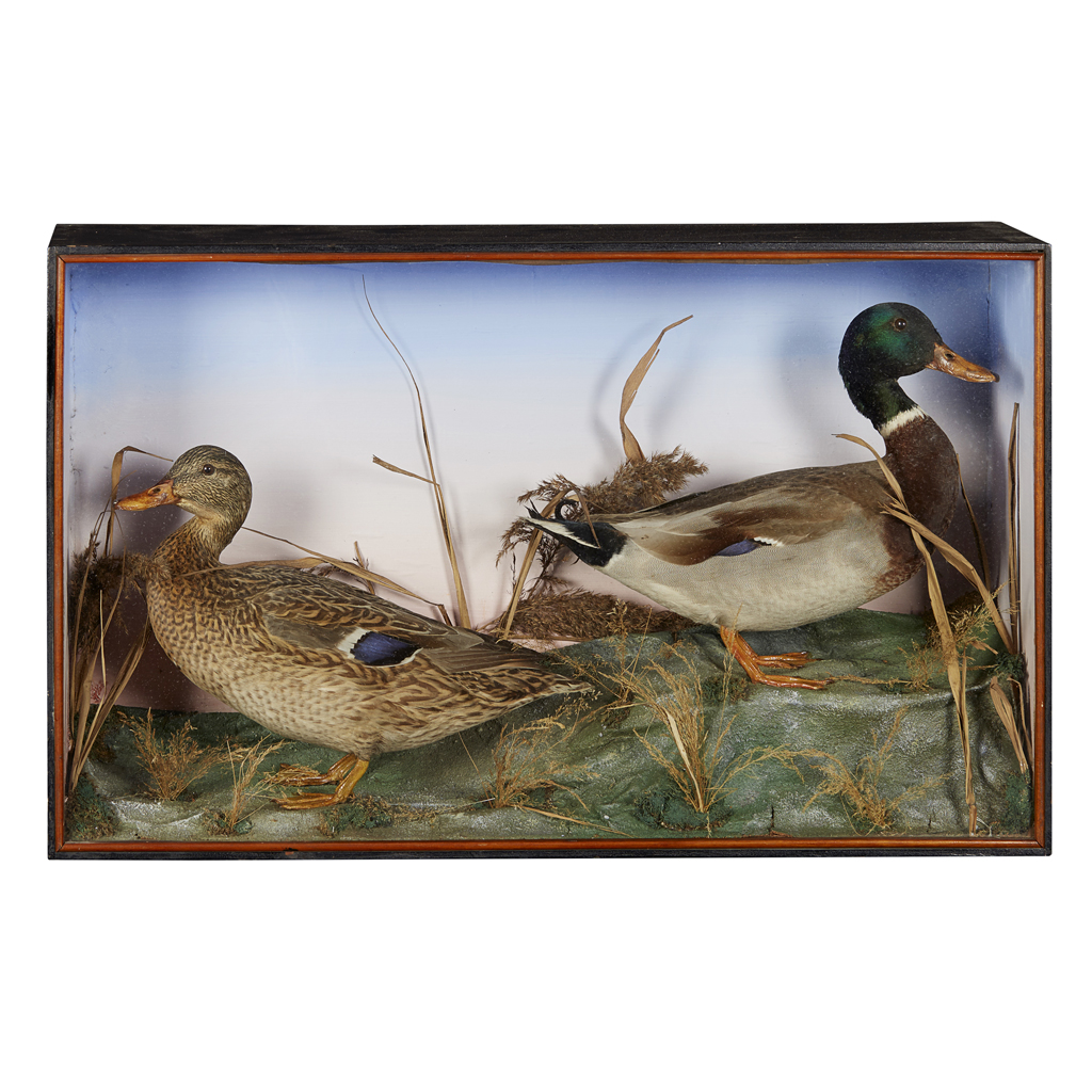 TWO CASES OF TAXIDERMY DUCKS