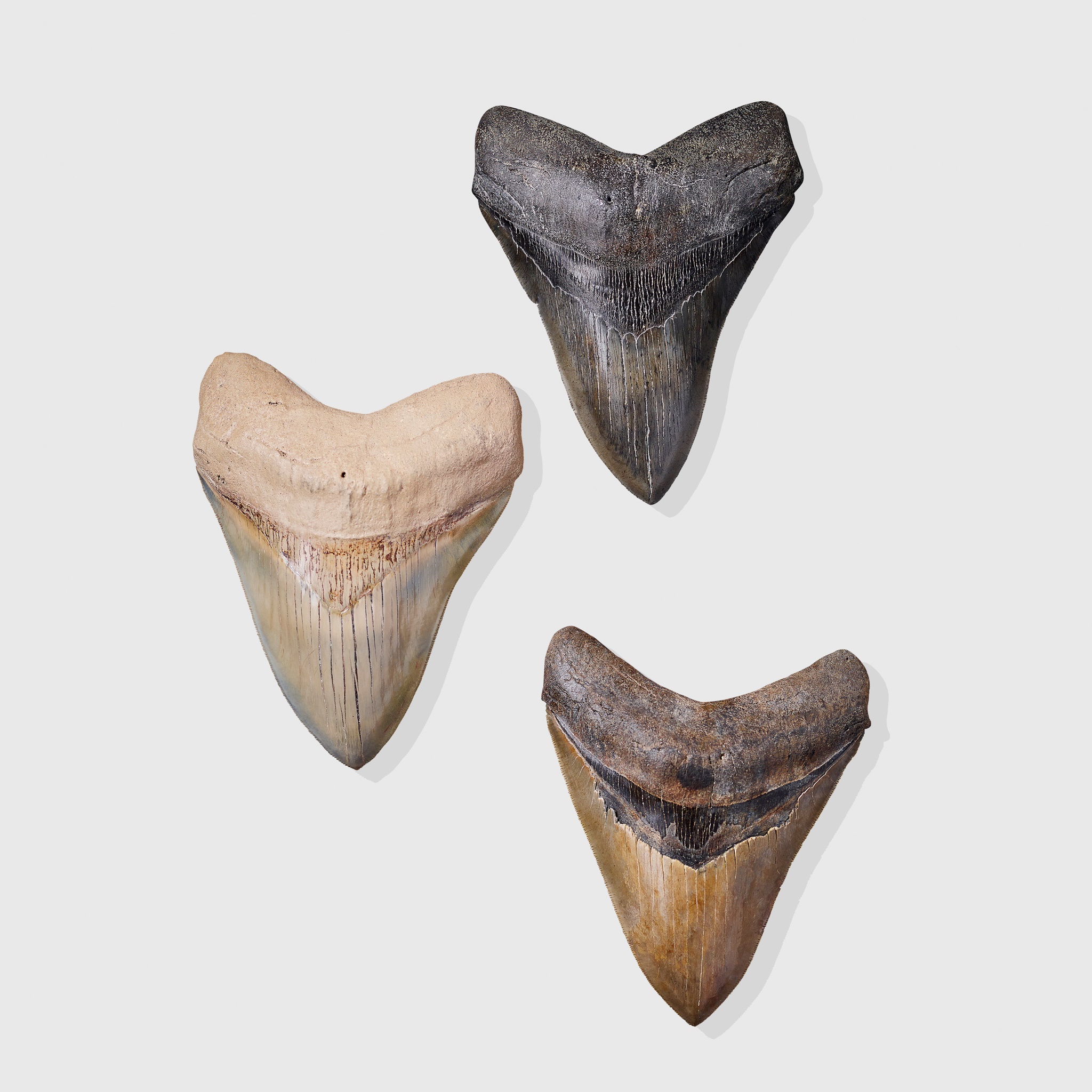 COLLECTION OF MEGALODON TEETH