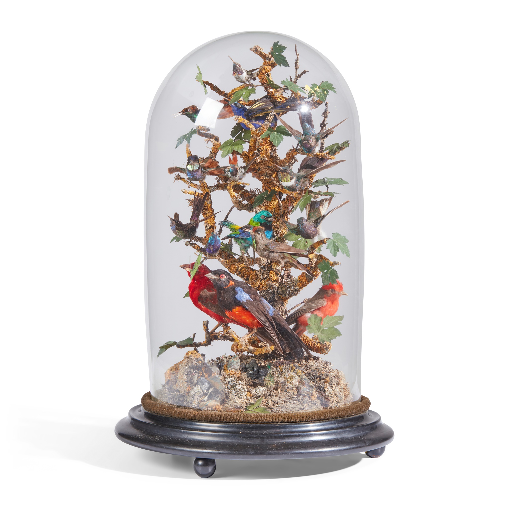 VICTORIAN TAXIDERMY BIRD DISPLAY AND DOME