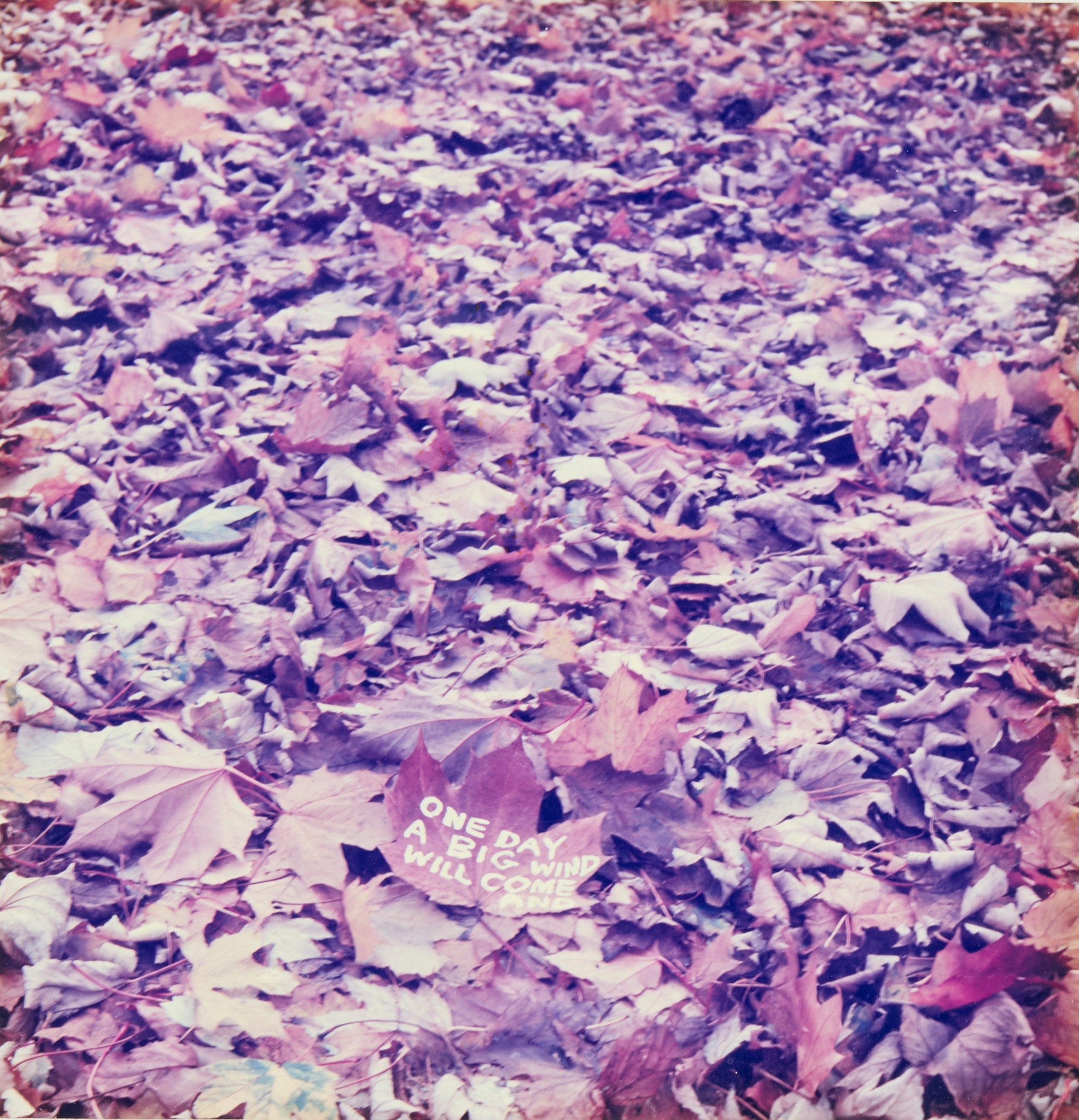 DAVID SHRIGLEY O.B.E. (BRITISH 1968-)