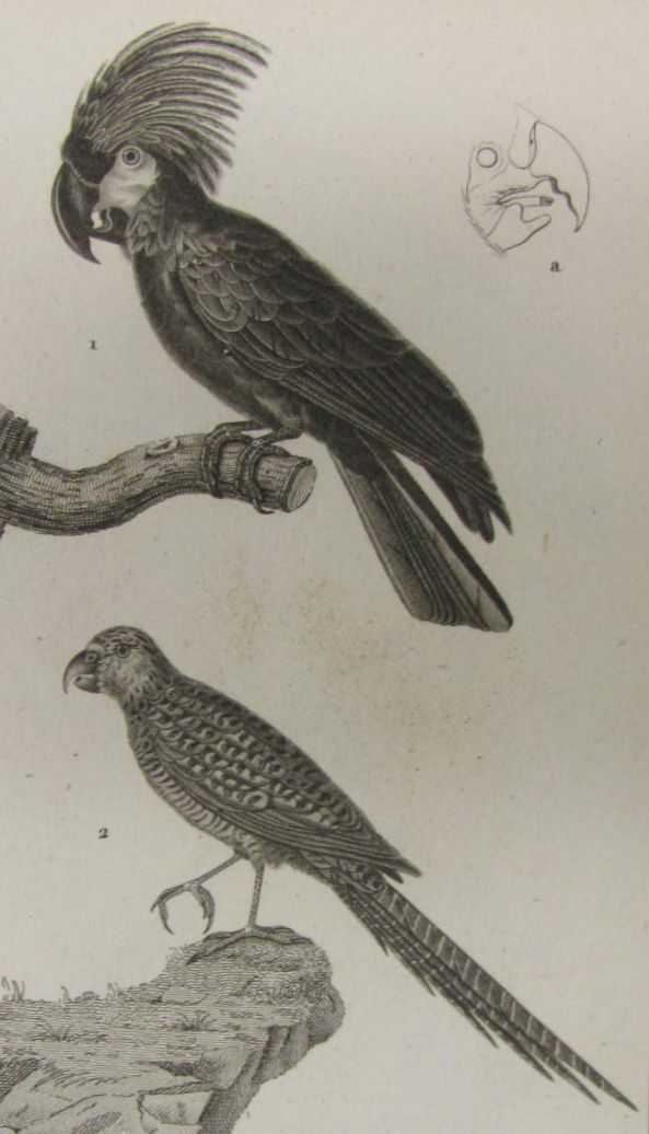 French, natural history, science & miscellaneous books, a quantity, including Duhamel, Jean Baptiste