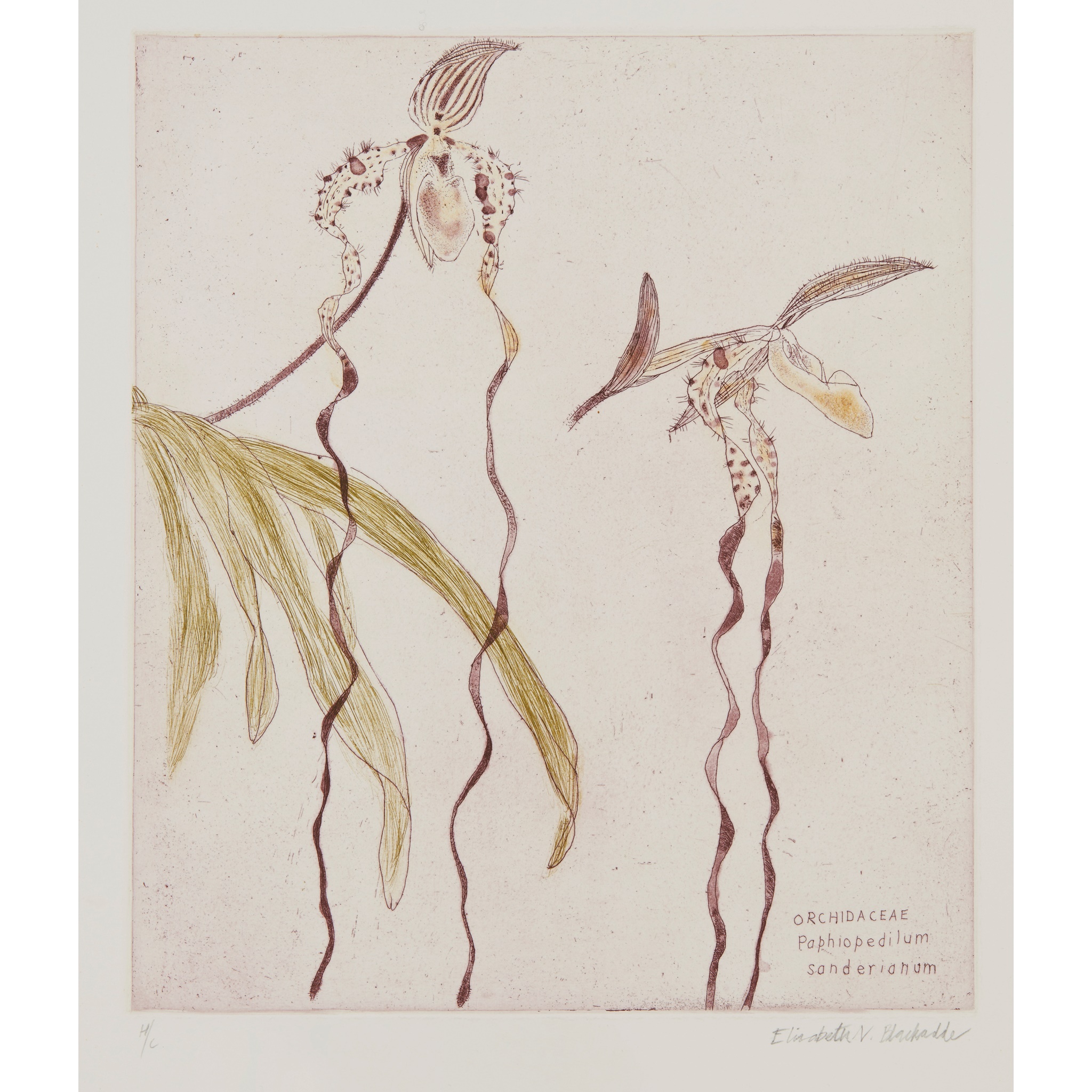 DAME ELIZABETH BLACKADDER O.B.E., R.A., R.S.A., R.S.W., R.G.I., D.Litt (SCOTTISH 1931-2021)