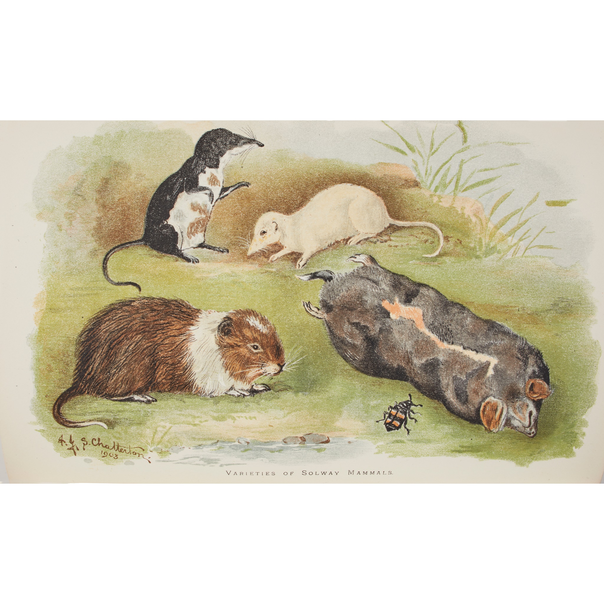 White, Francis Buchanan and others