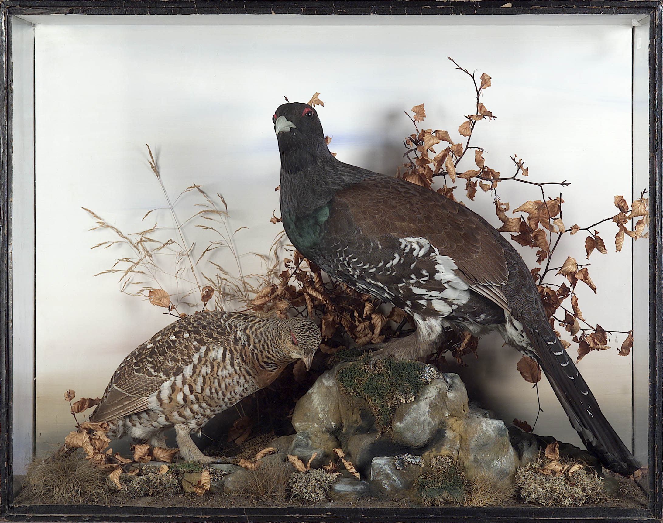 A pair of stuffed and mounted Capercaille