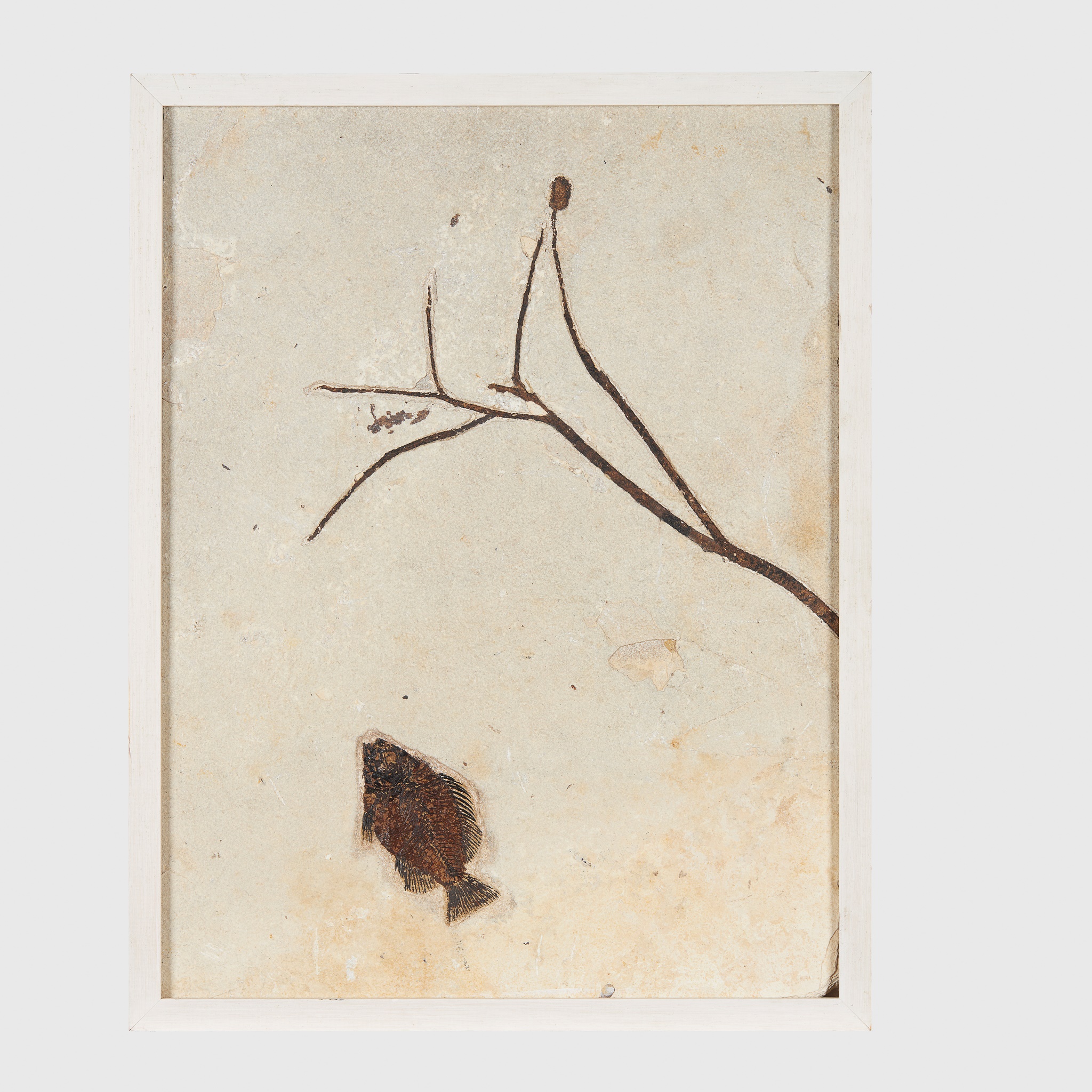 FRAMED FOSSIL FISH AND BRANCH