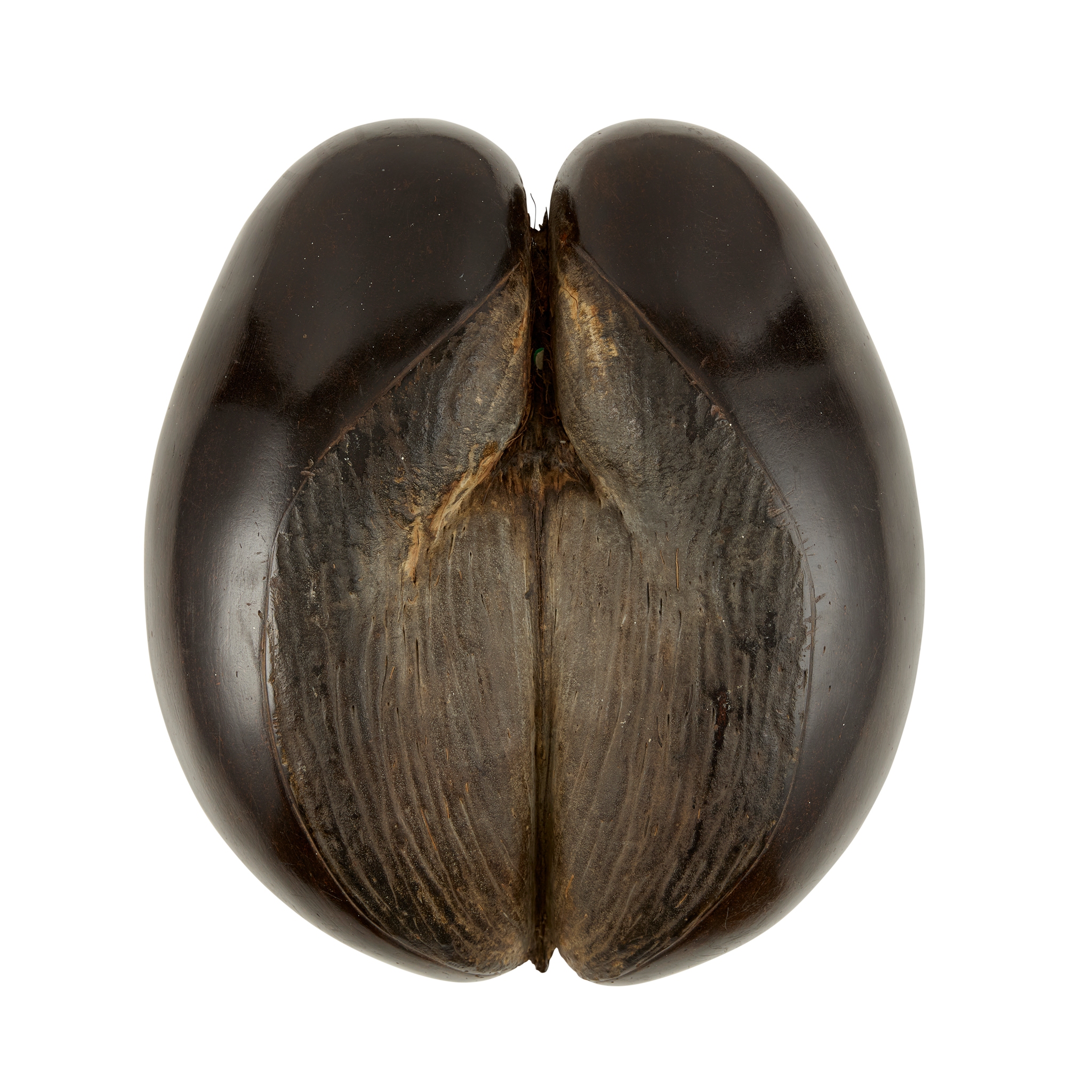 LARGE COCO DE MER (LODOICEA MALDIVICA)
