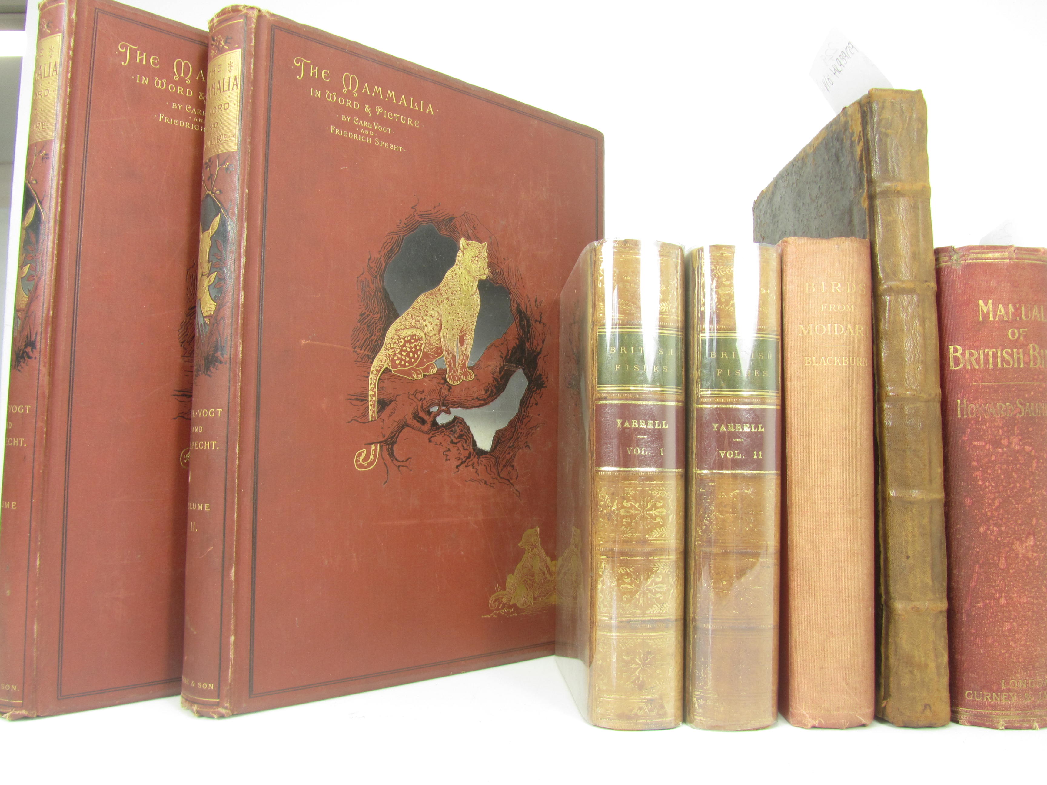 NATURAL HISTORY SALEROOM NOTICE: THE IMAGE IN THE PRINTED CATALOGUE IS INCORRECT