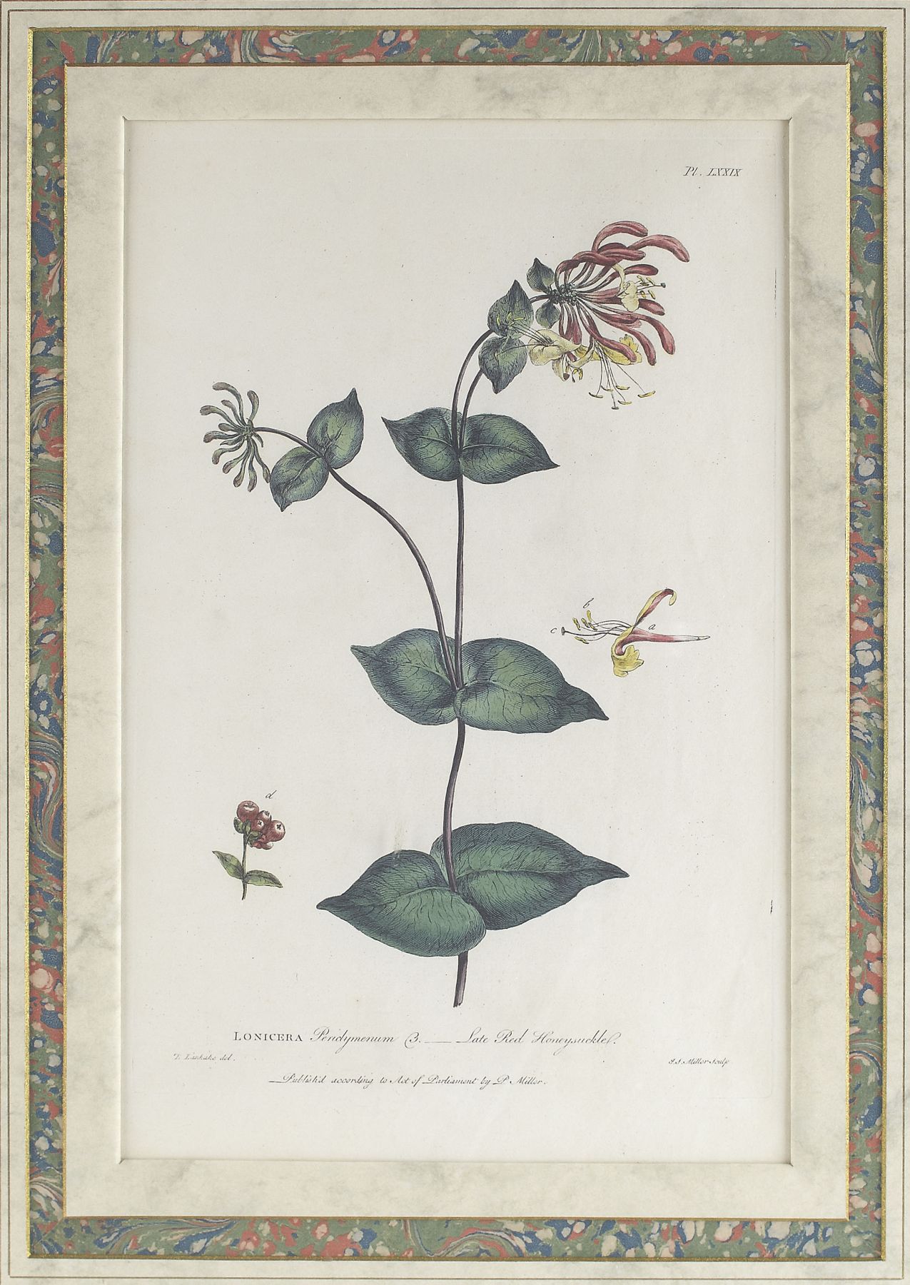 TWO PAIRS OF HAND-COLOURED ENGRAVINGS OF BOTANICALS