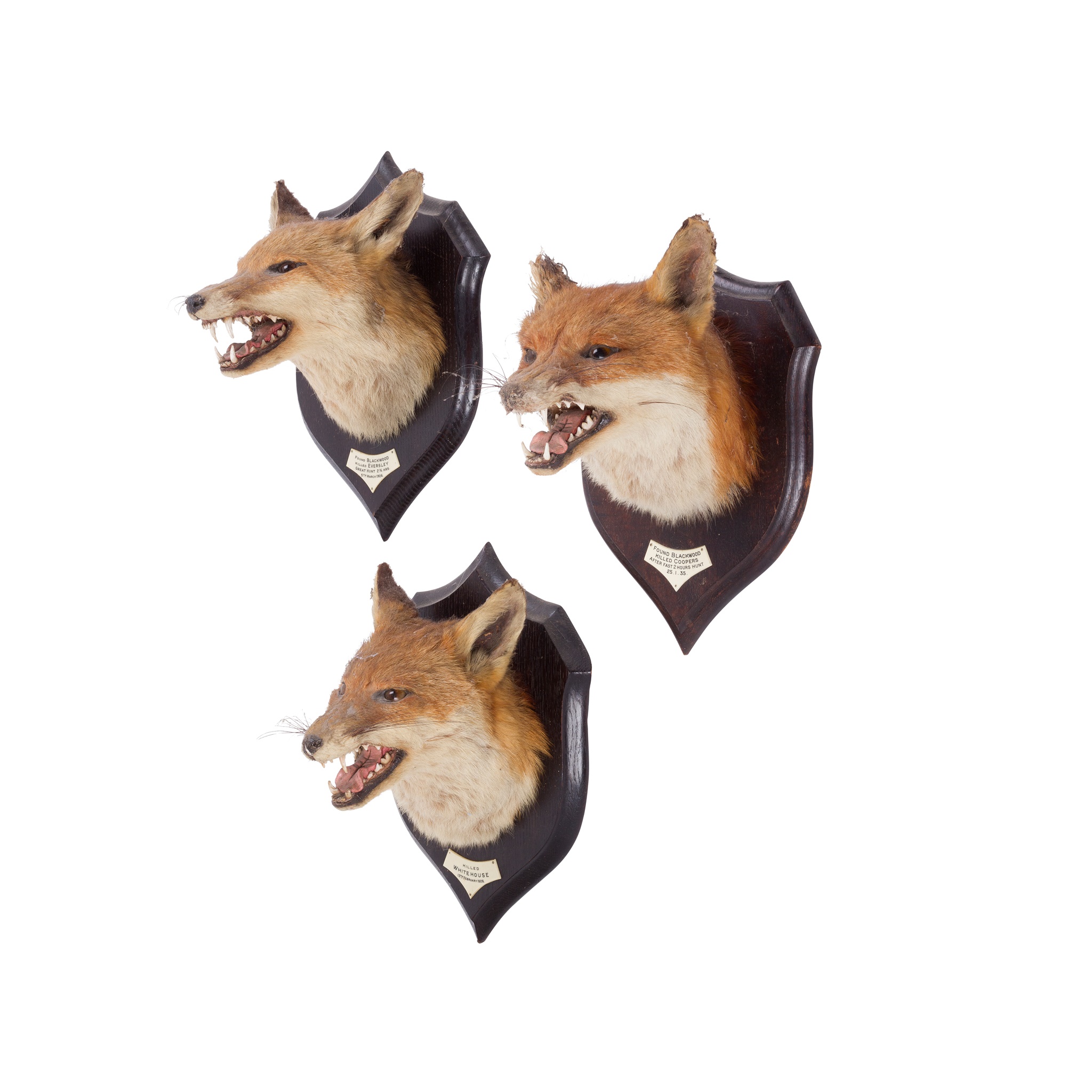 THREE TAXIDERMY FOX HEADS
