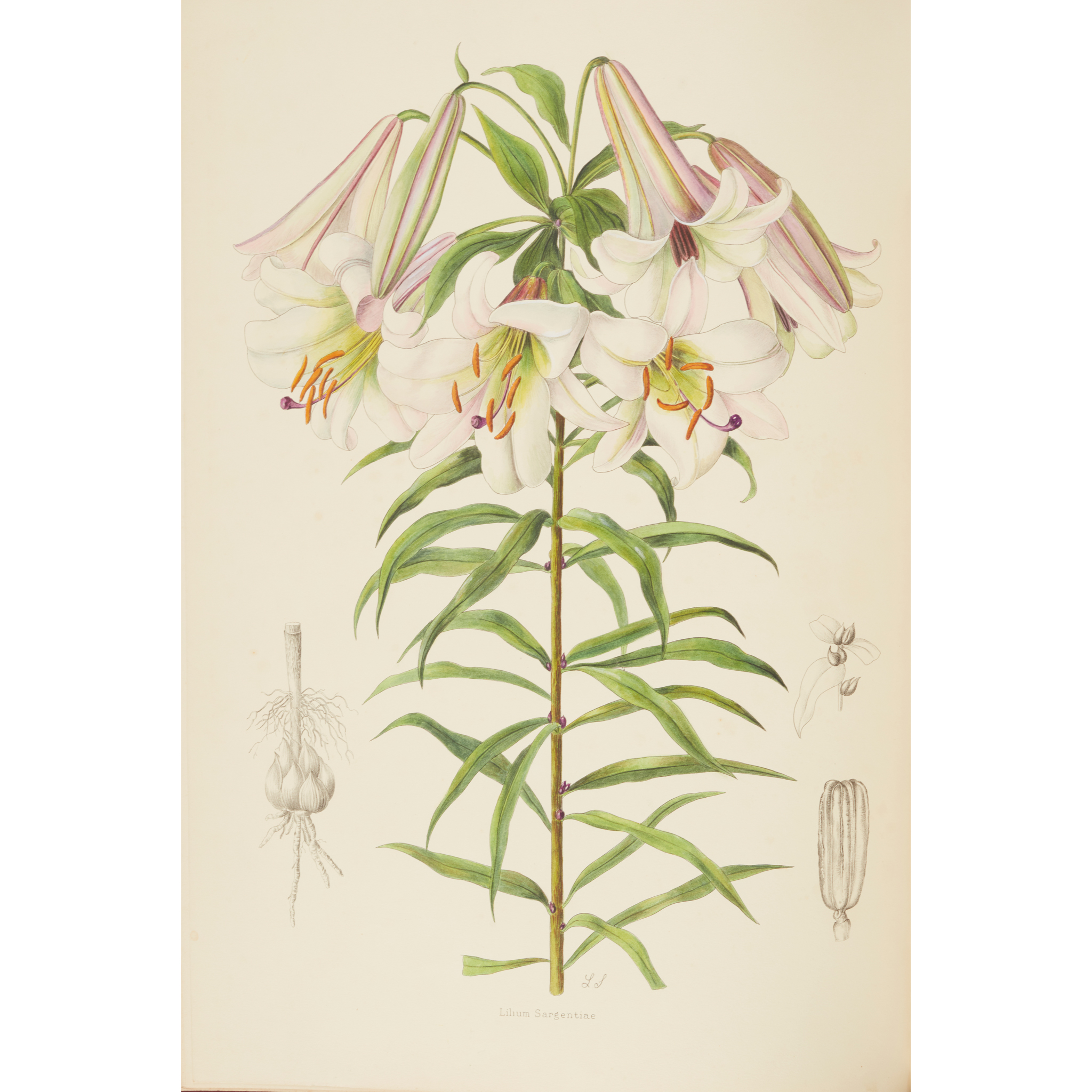 Snelling, Lilian (illustrator)