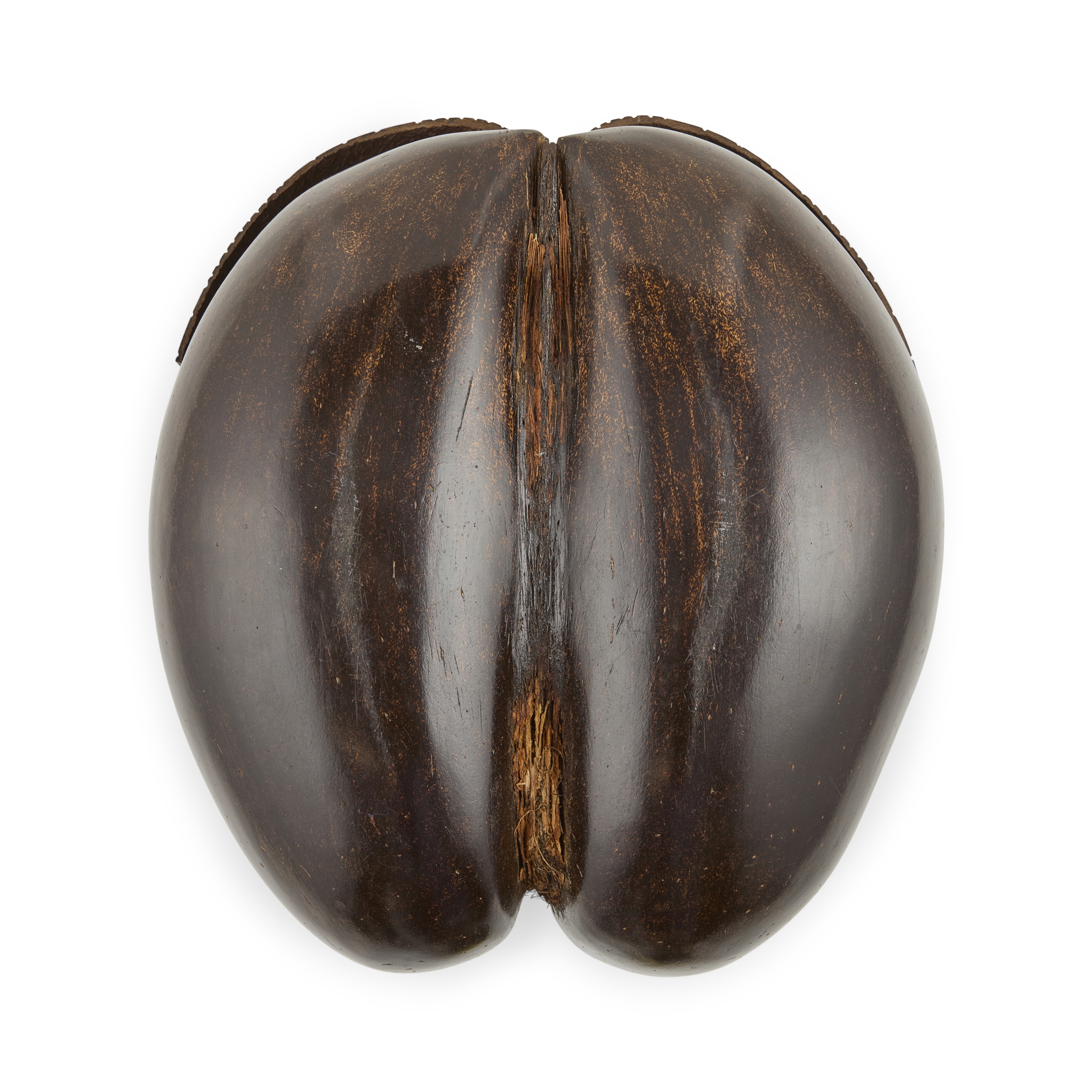 COCO DE MER (LODOICEA MALDIVICA) BOX