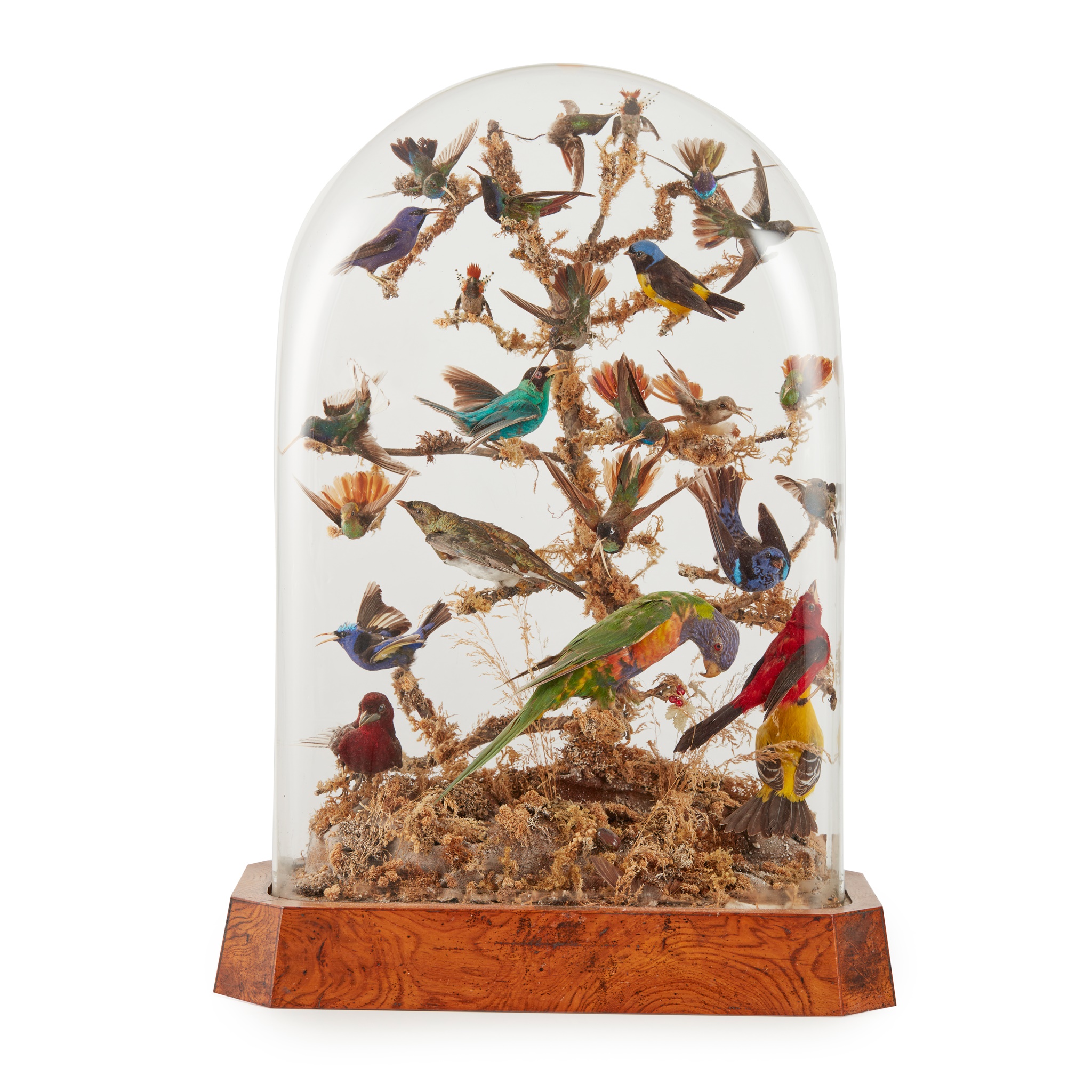 VICTORIAN DOMED TAXIDERMY BIRDS OF SOUTH AMERICA DIORAMA
