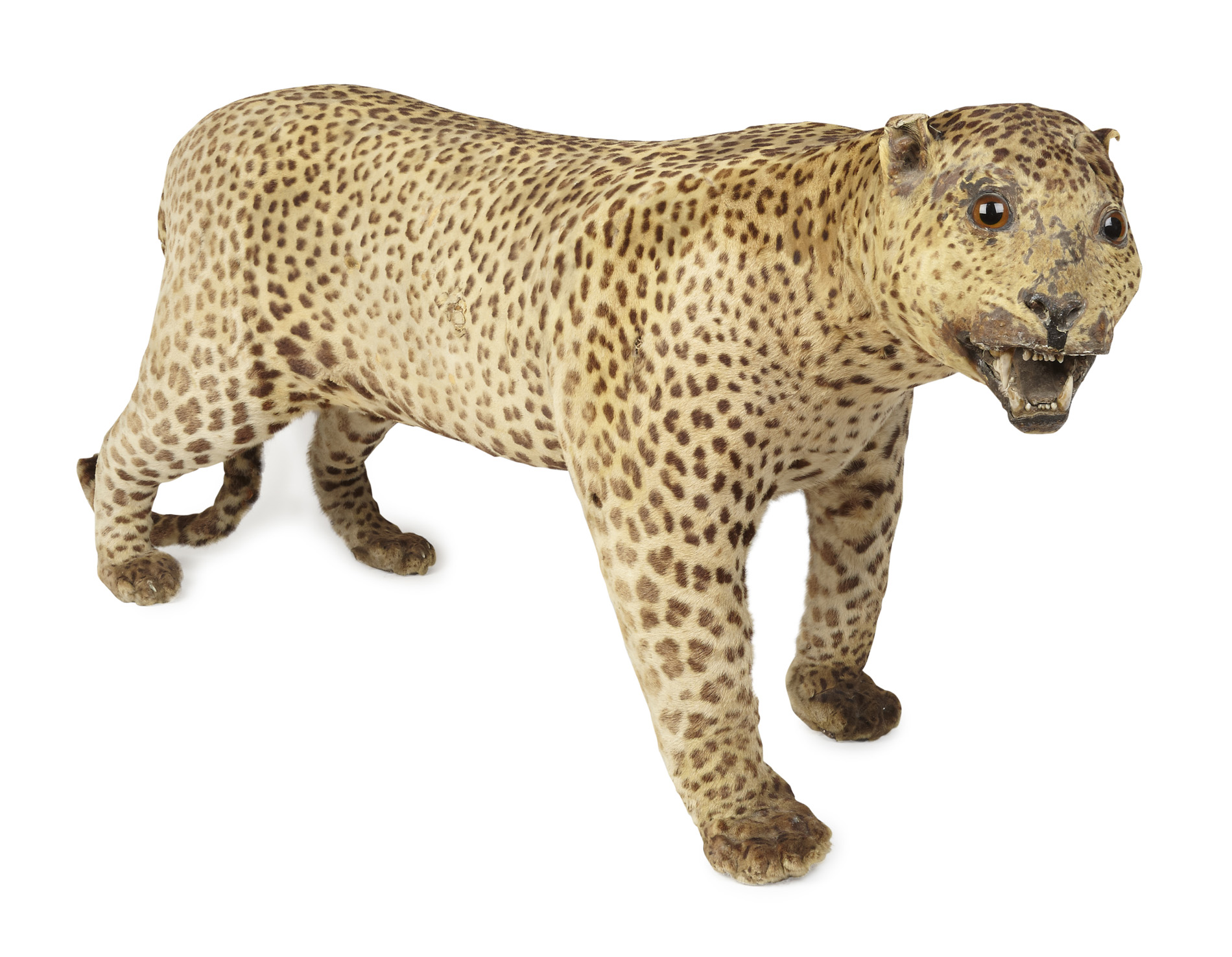 FULL MOUNT TAXIDERMY LEOPARD