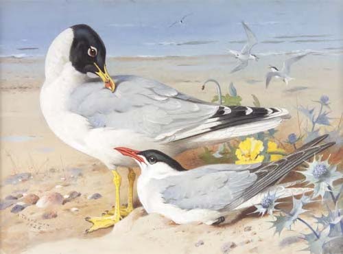 ARCHIBALD THORBURN (1860-1935)