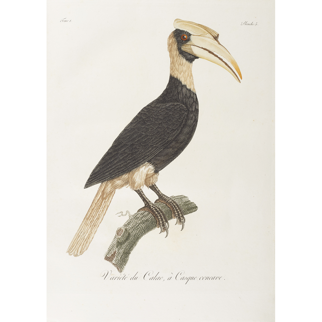 Levaillant, François