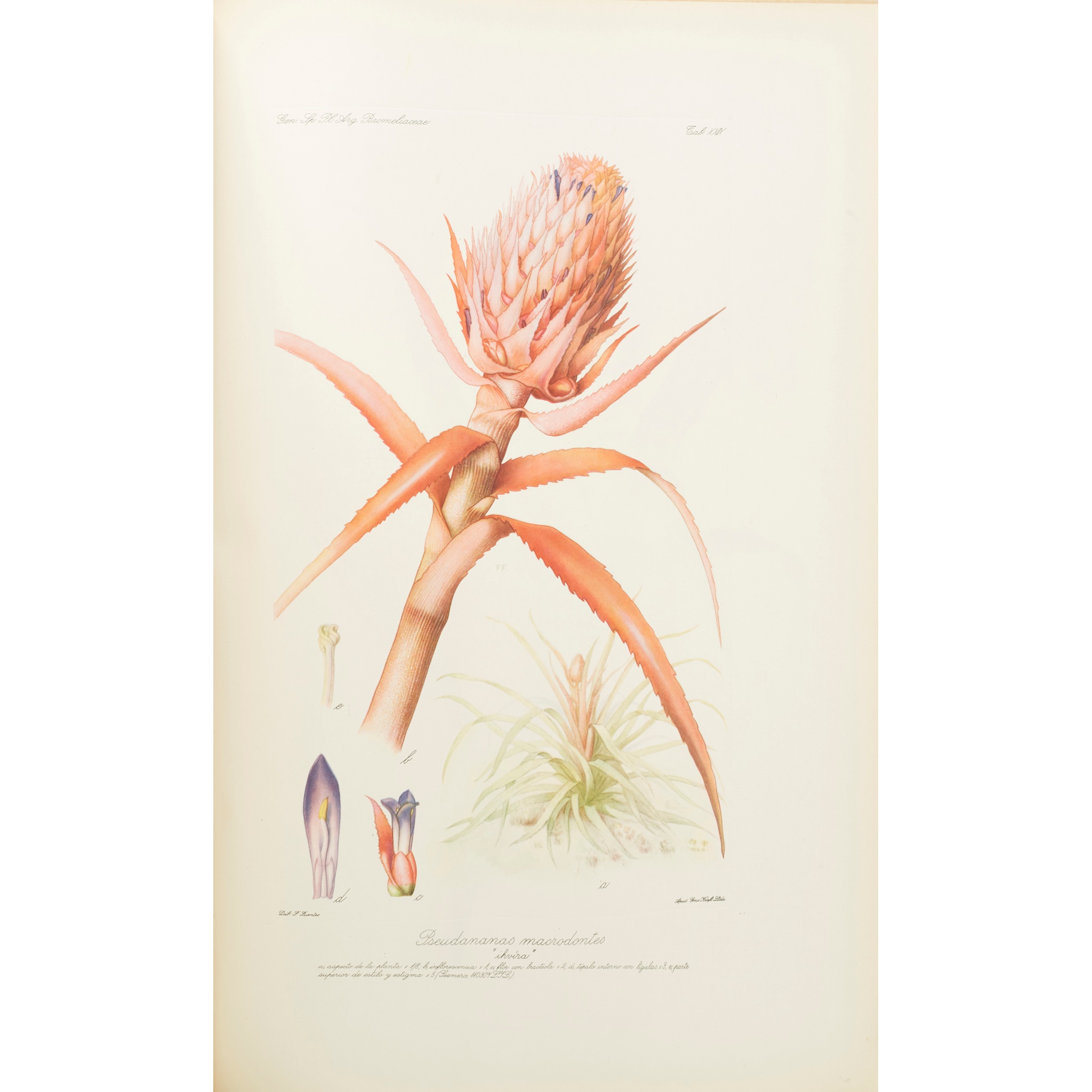 Argentina. Natural History. Descole, Horacio Raul