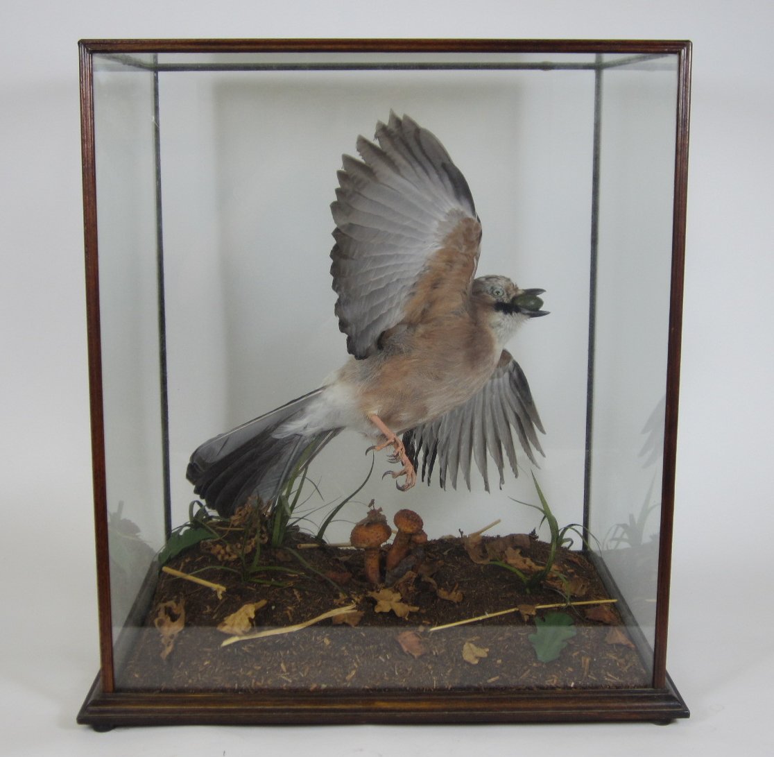 CASED TAXIDERMY JAY