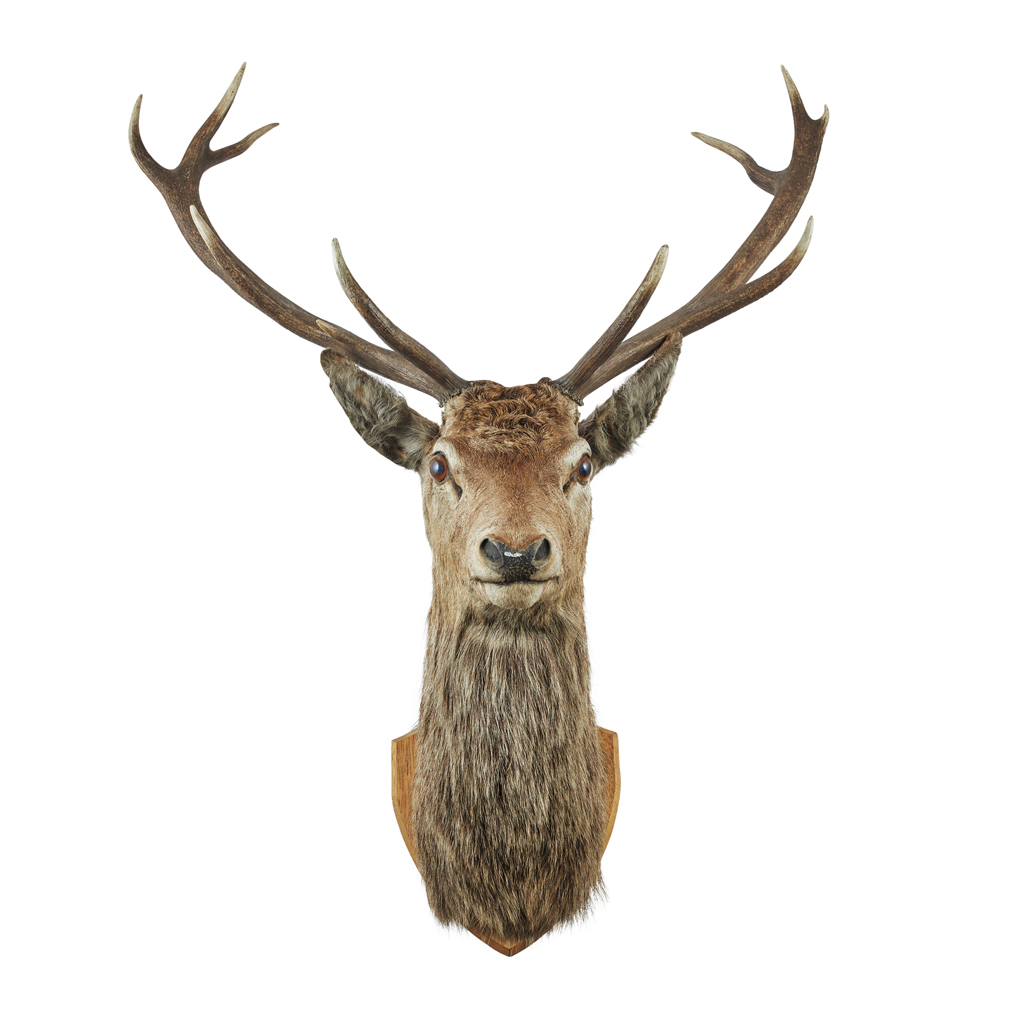 TAXIDERMY STAG'S HEAD