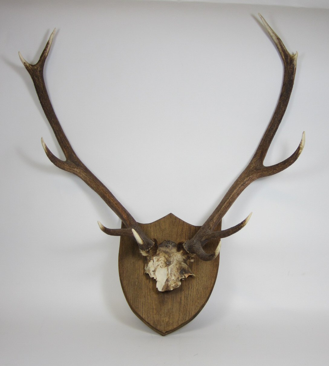 COLLECTION OF MOUNTED DEER ANTLERS