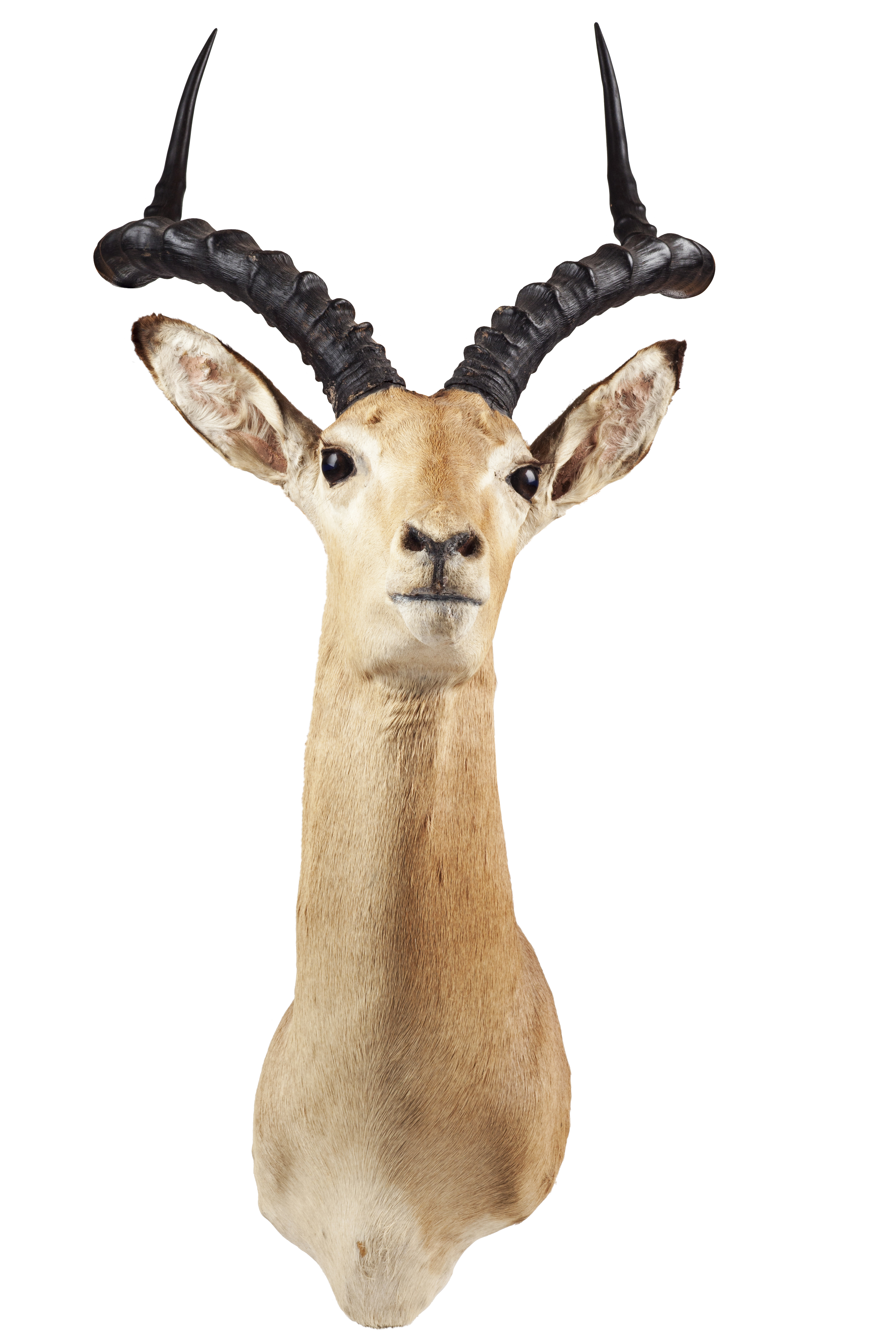 TAXIDERMY IMPALA HEAD AND NECK MOUNT, BY ROWLAND WARD LTD.