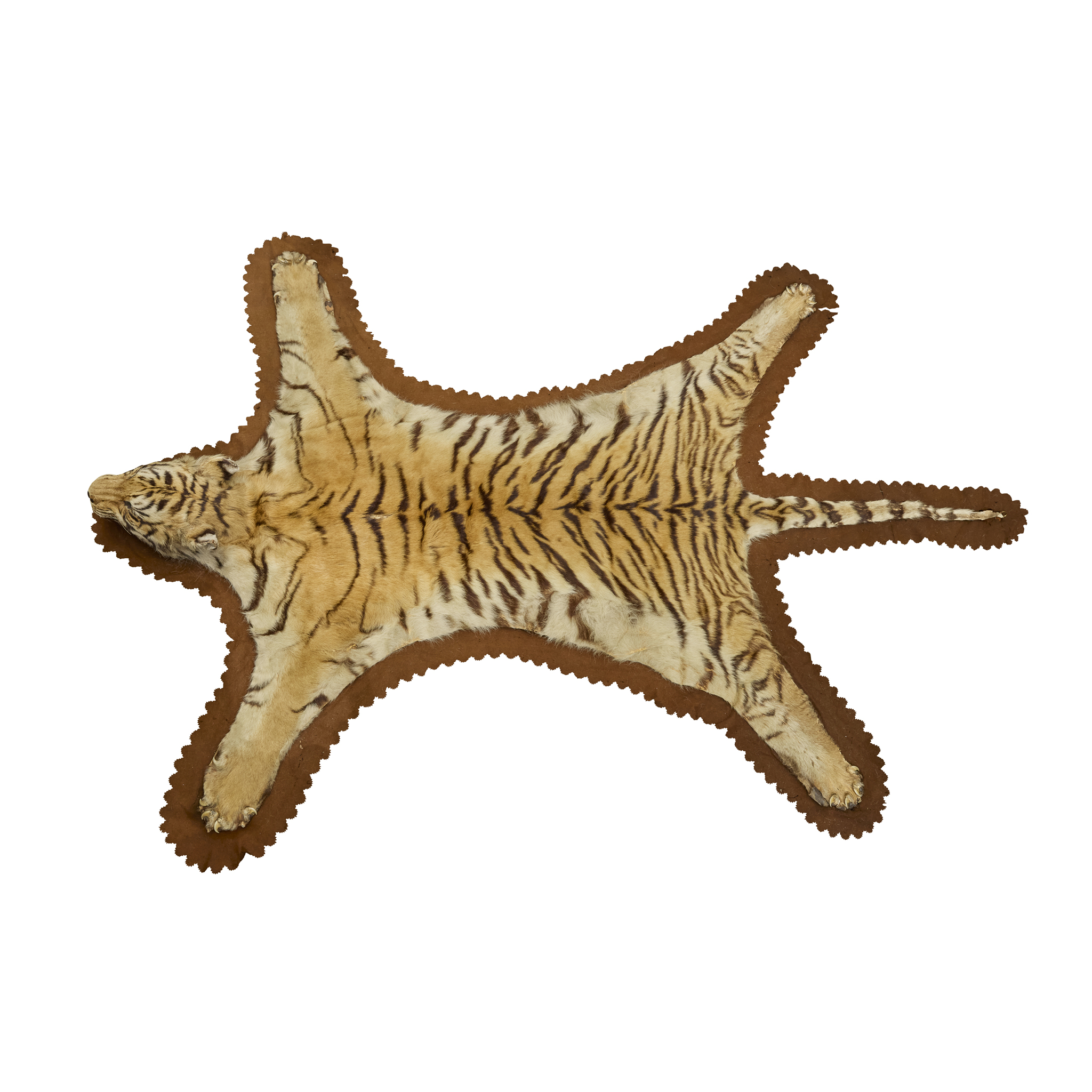 TAXIDERMY BENGAL TIGER SKIN, ATTRIBUTED TO THEOBALD BROS OF MYSORE