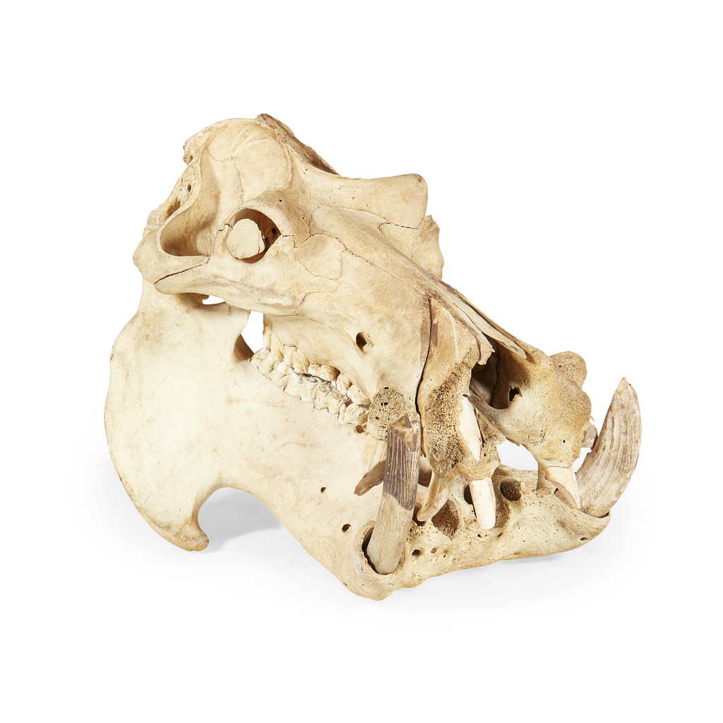 MALE HIPPO SKULL