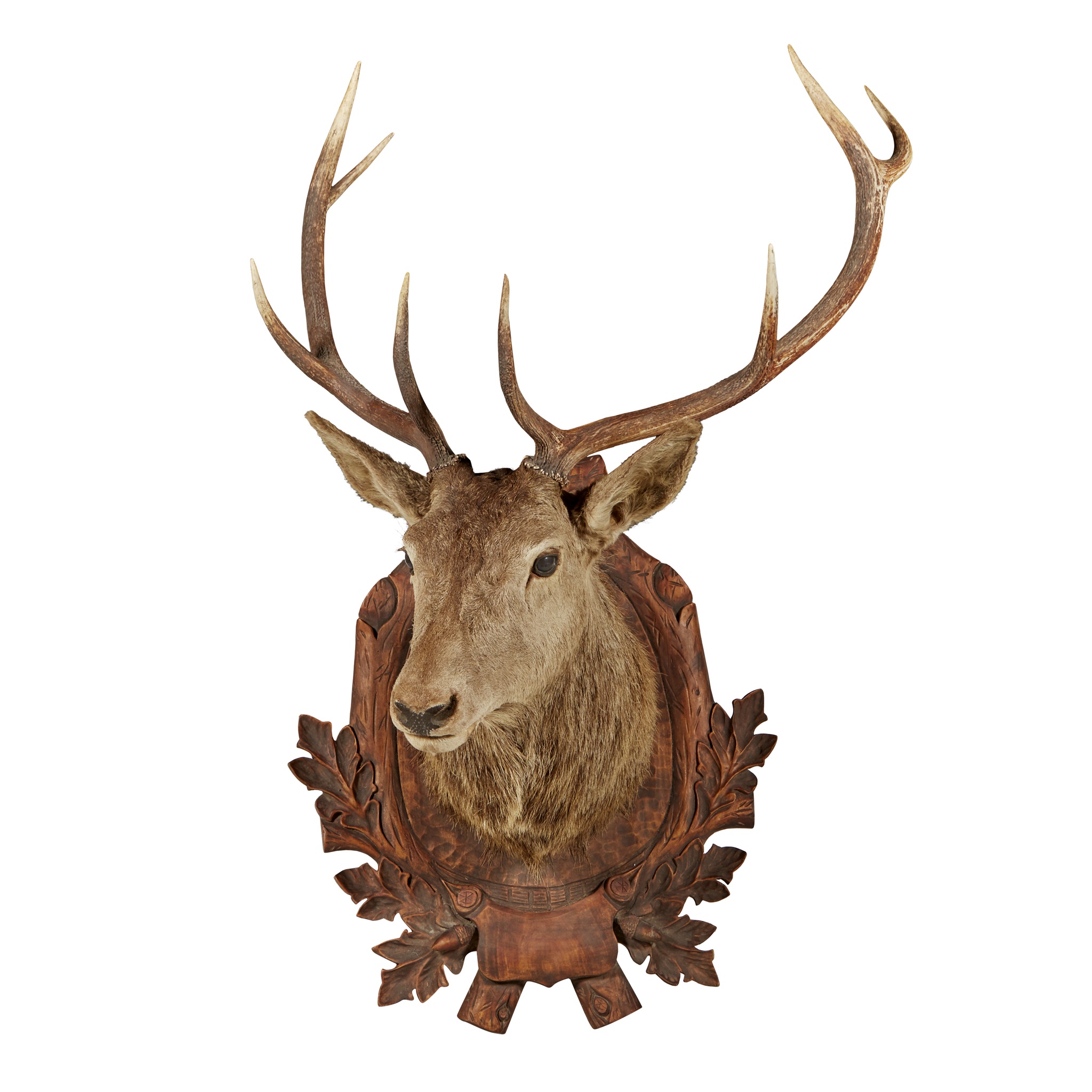 TAXIDERMY RED DEER STAG'S HEADS