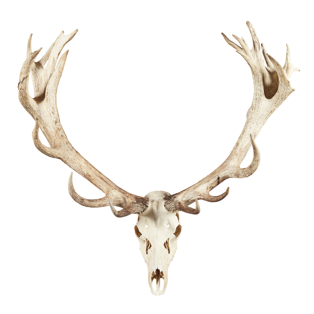 TAXIDERMY - LARGE SET OF RED DEER ANTLERS