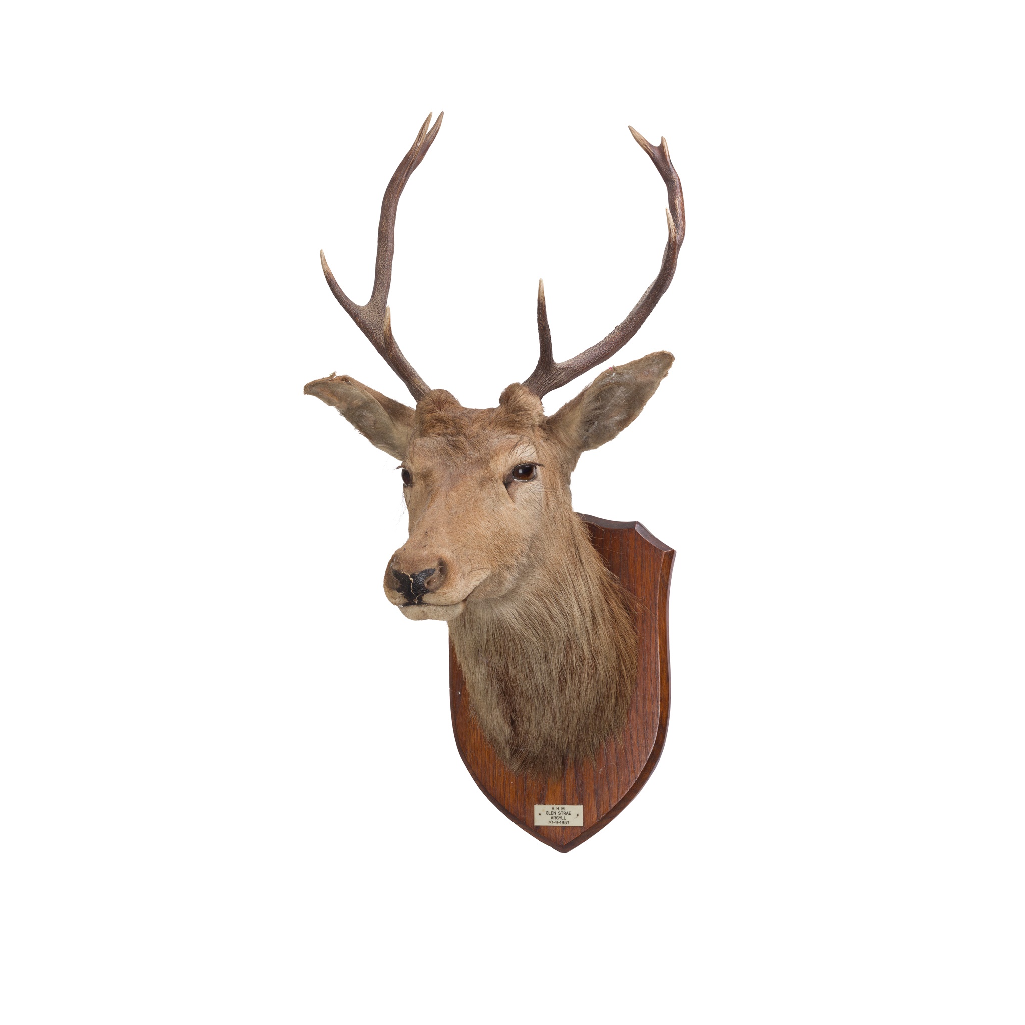 TWO TAXIDERMY STAG’S HEADS