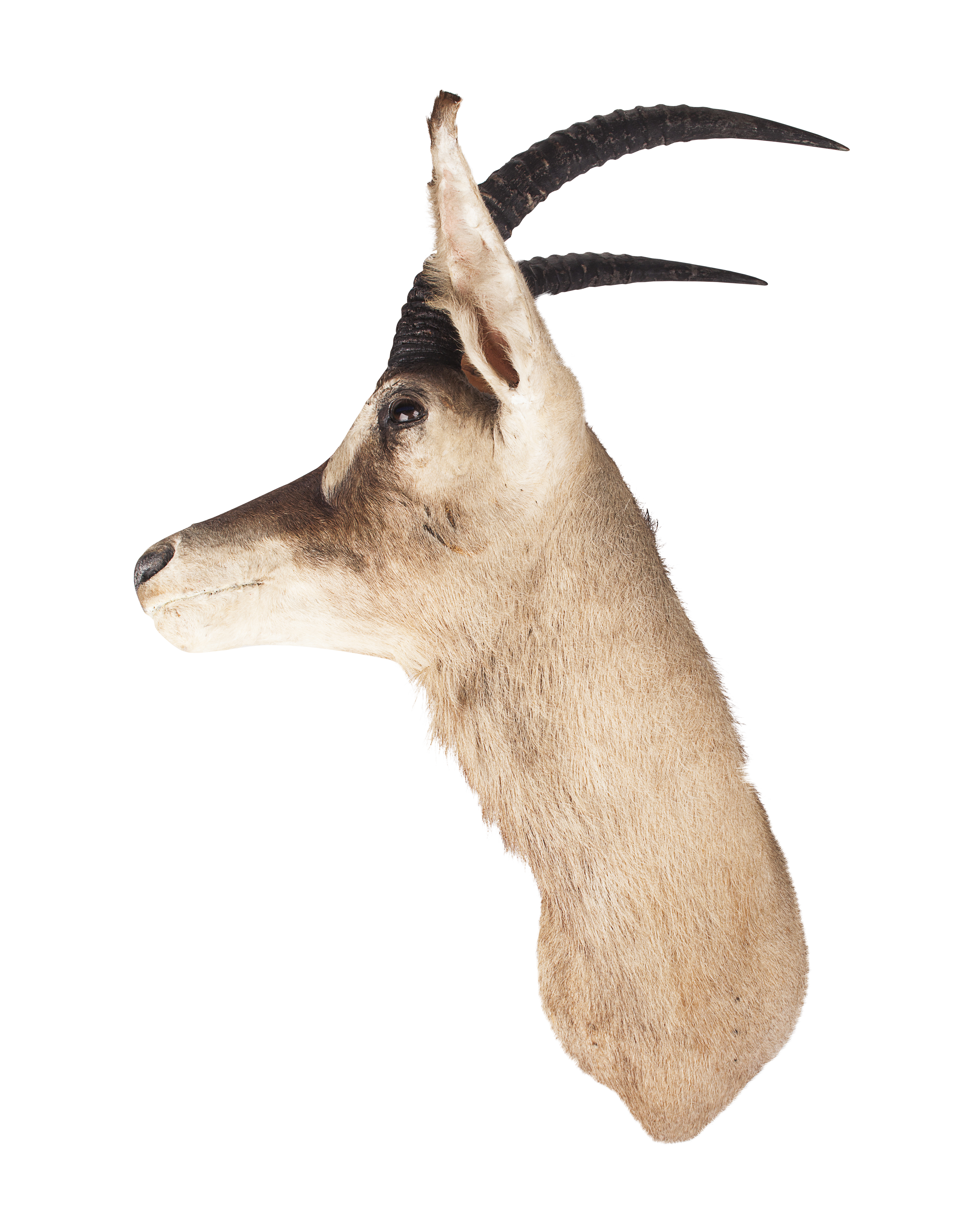 TAXIDERMY ROAN ANTELOPE HEAD AND NECK MOUNT, BY ROWLAND WARD LTD.