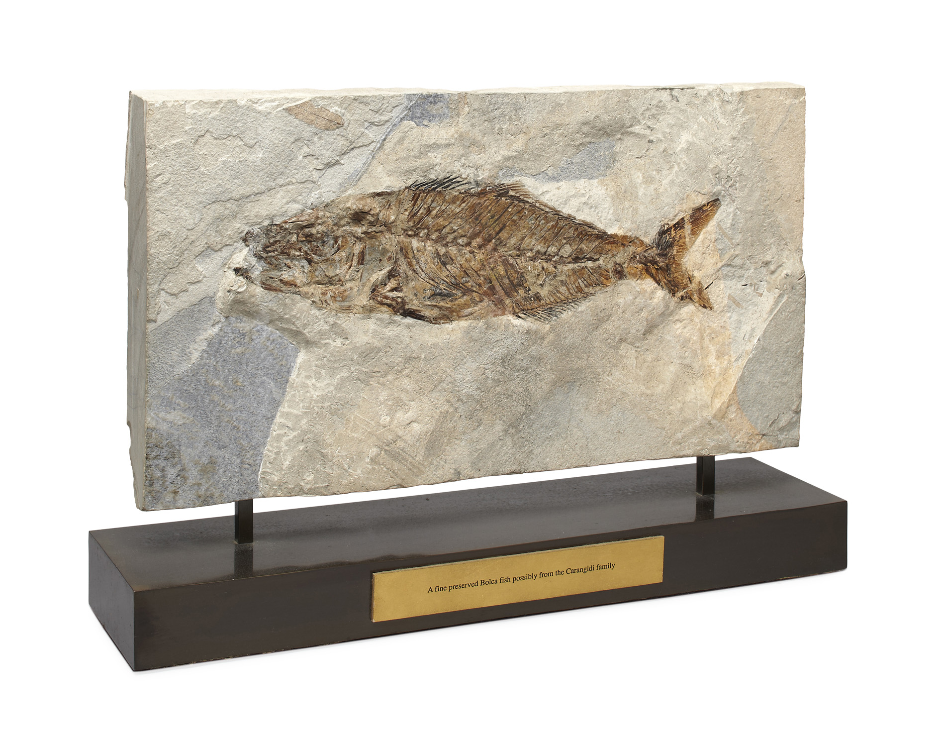 BOLCA FISH FOSSIL