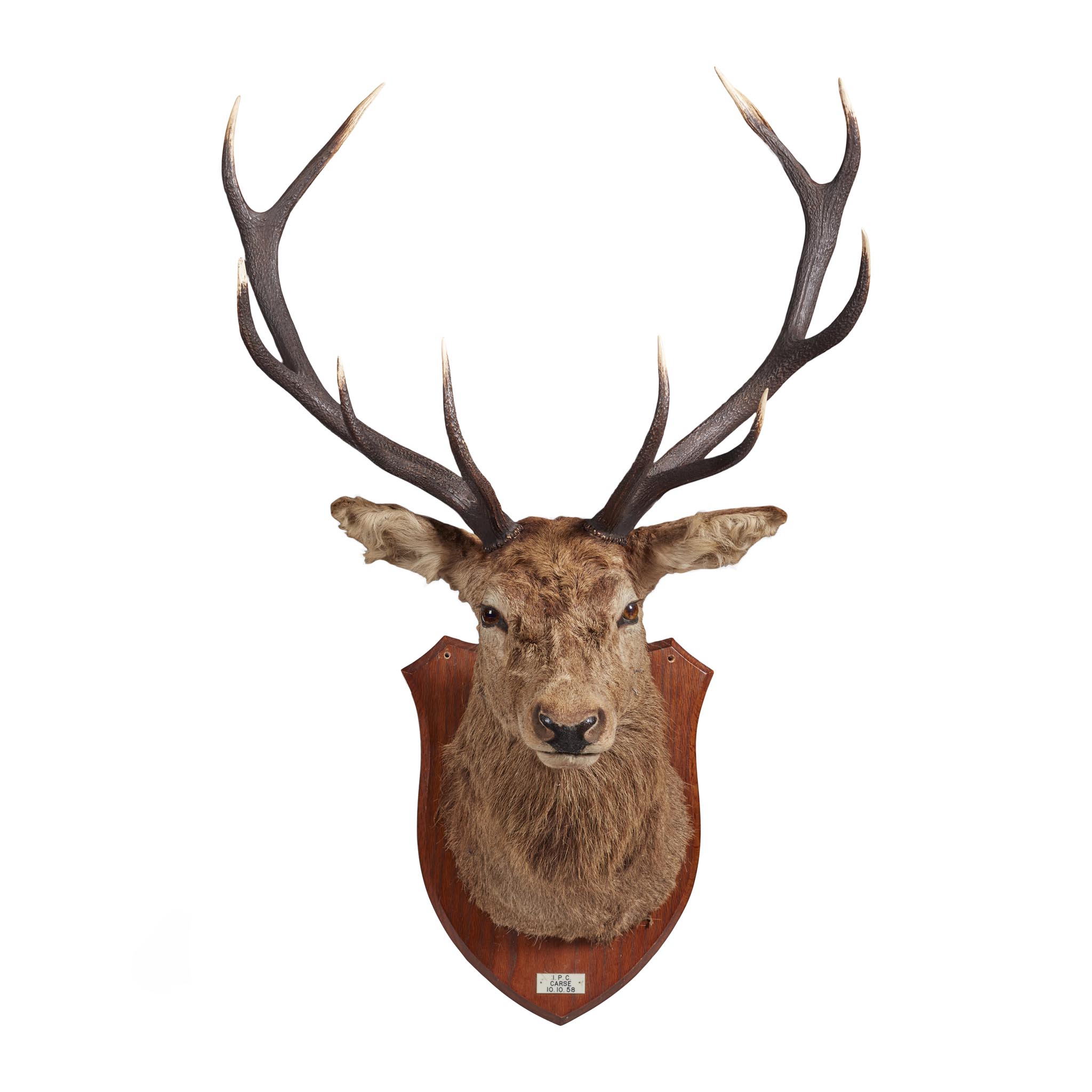 TWO TAXIDERMY STAG HEAD TROPHIES