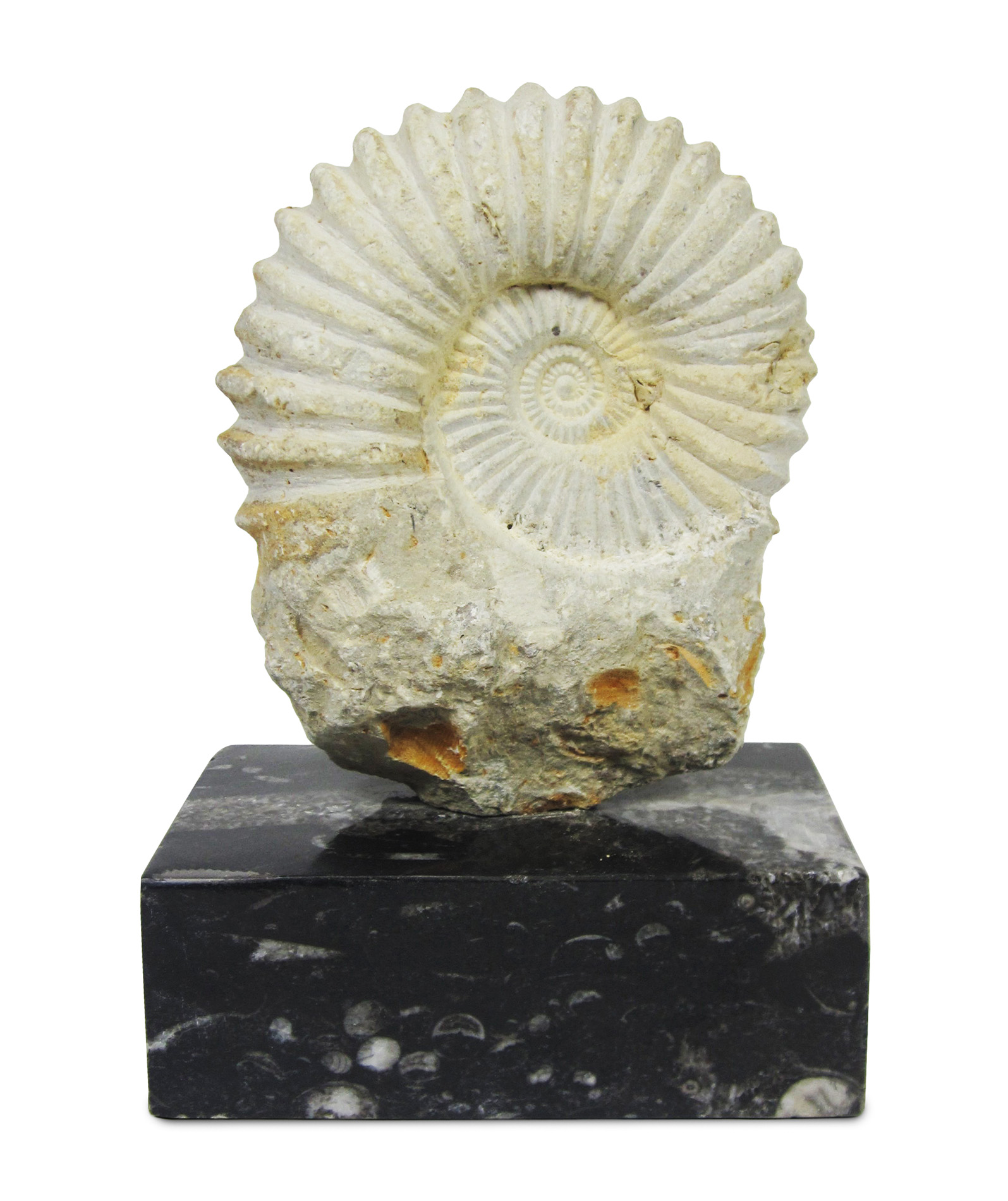 JURASSIC AMMONITE FOSSIL