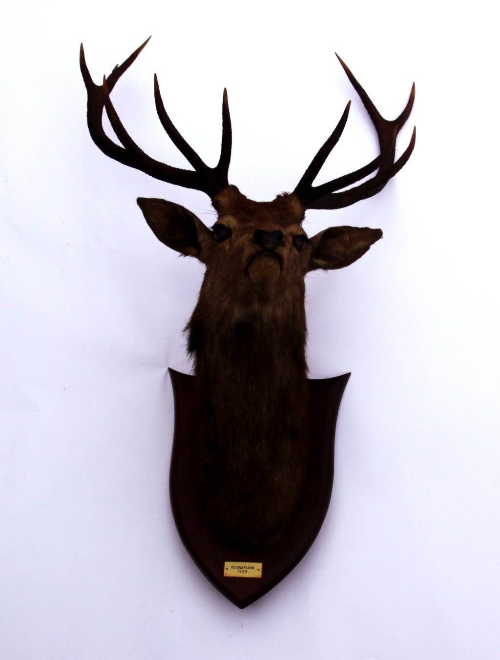 Taxidermy Interest A mounted stag's head