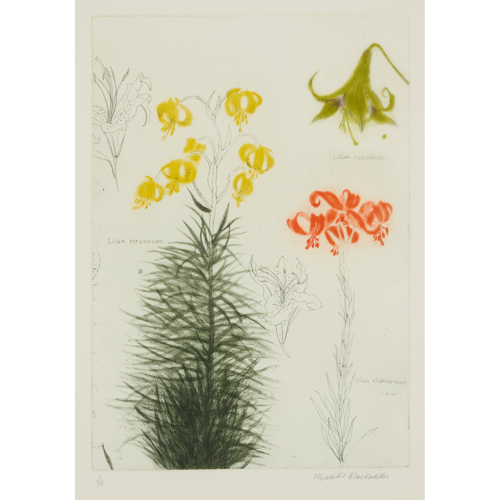 DAME ELIZABETH BLACKADDER O.B.E., R.A., R.S.A., R.S.W., R.G.I., D.Litt. (SCOTTISH 1931-2021)