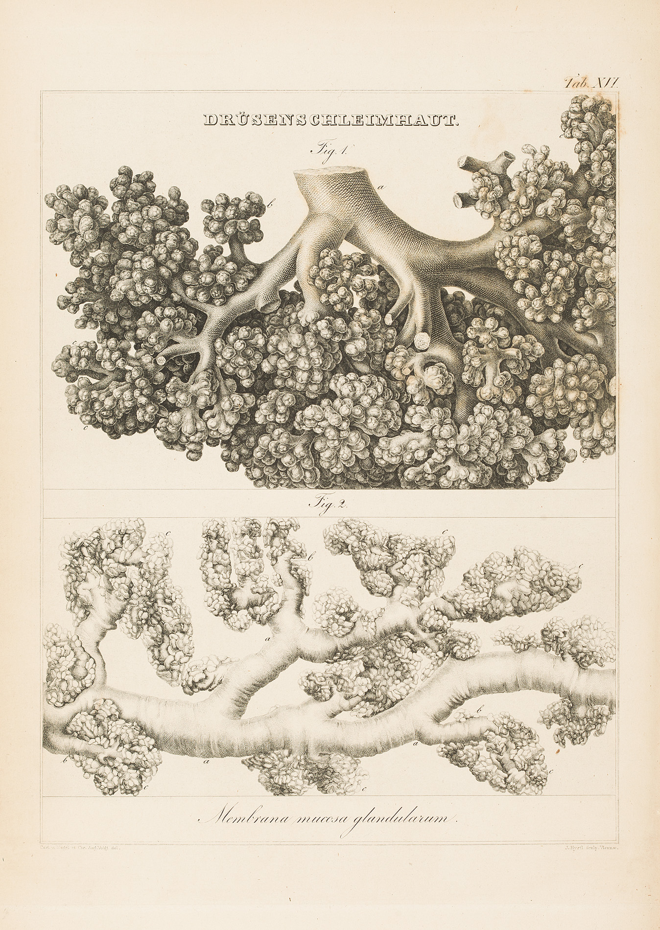 German medicine and natural history, a quantity including Albertini, Johann Baptist von BERRES AND BLUMENBACH (1781) INCOMPLETE