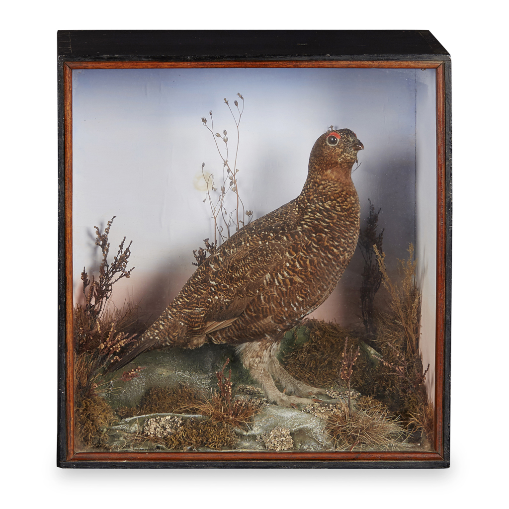 CASED TAXIDERMY FEMALE RED GROUSE